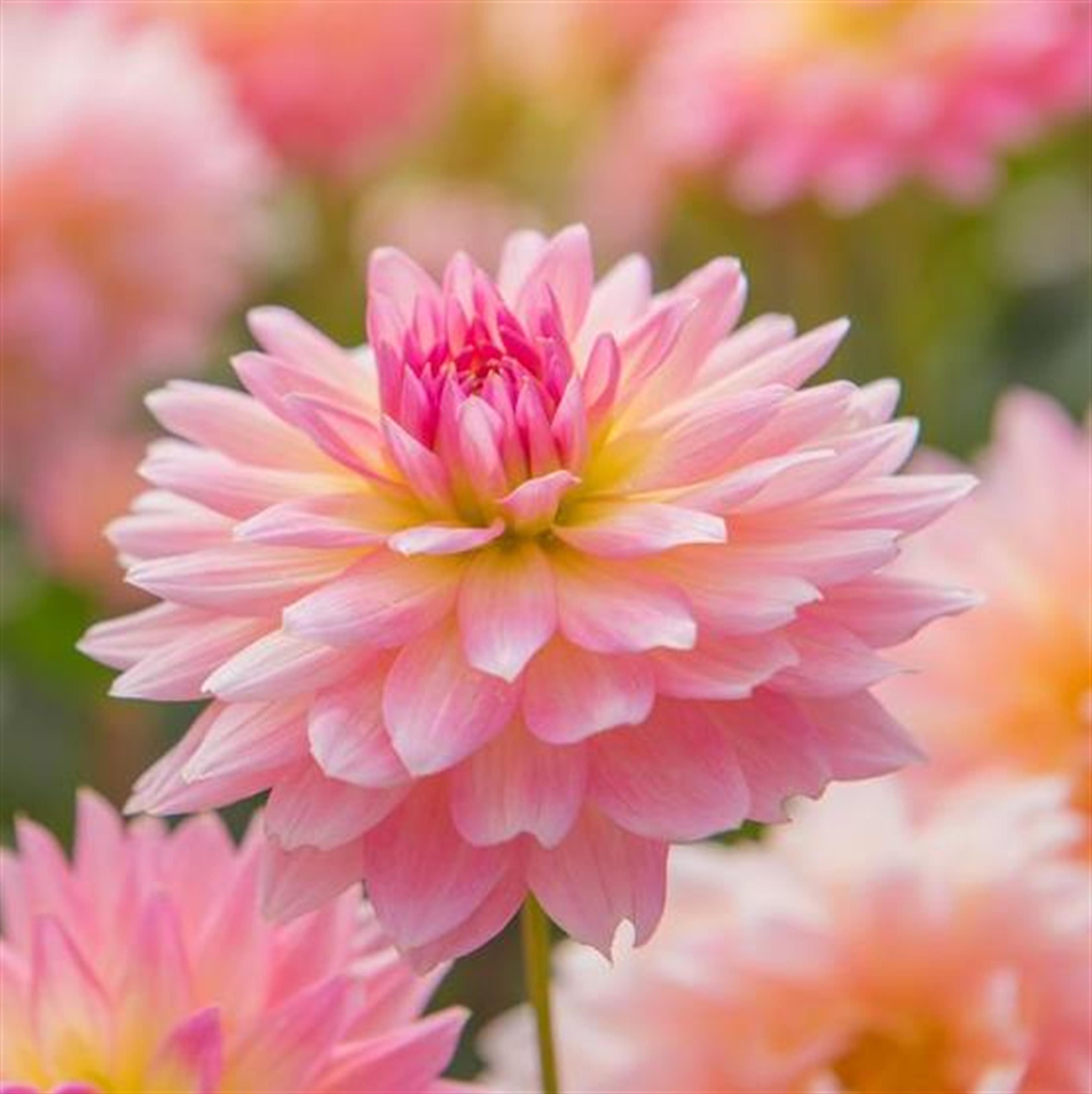 Mrs. Mary Faye Baker