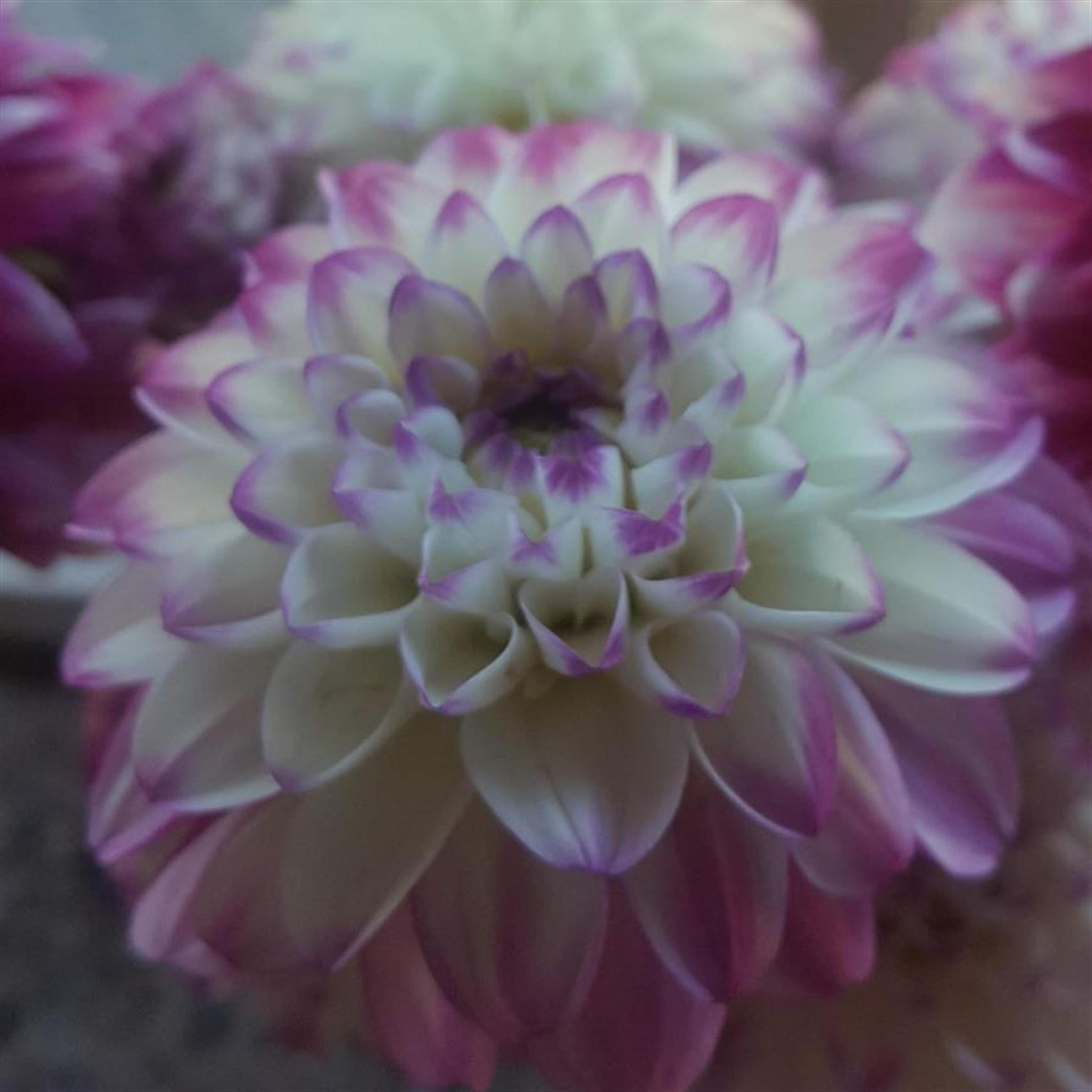 Claudia Mae Grocott's obituary picture