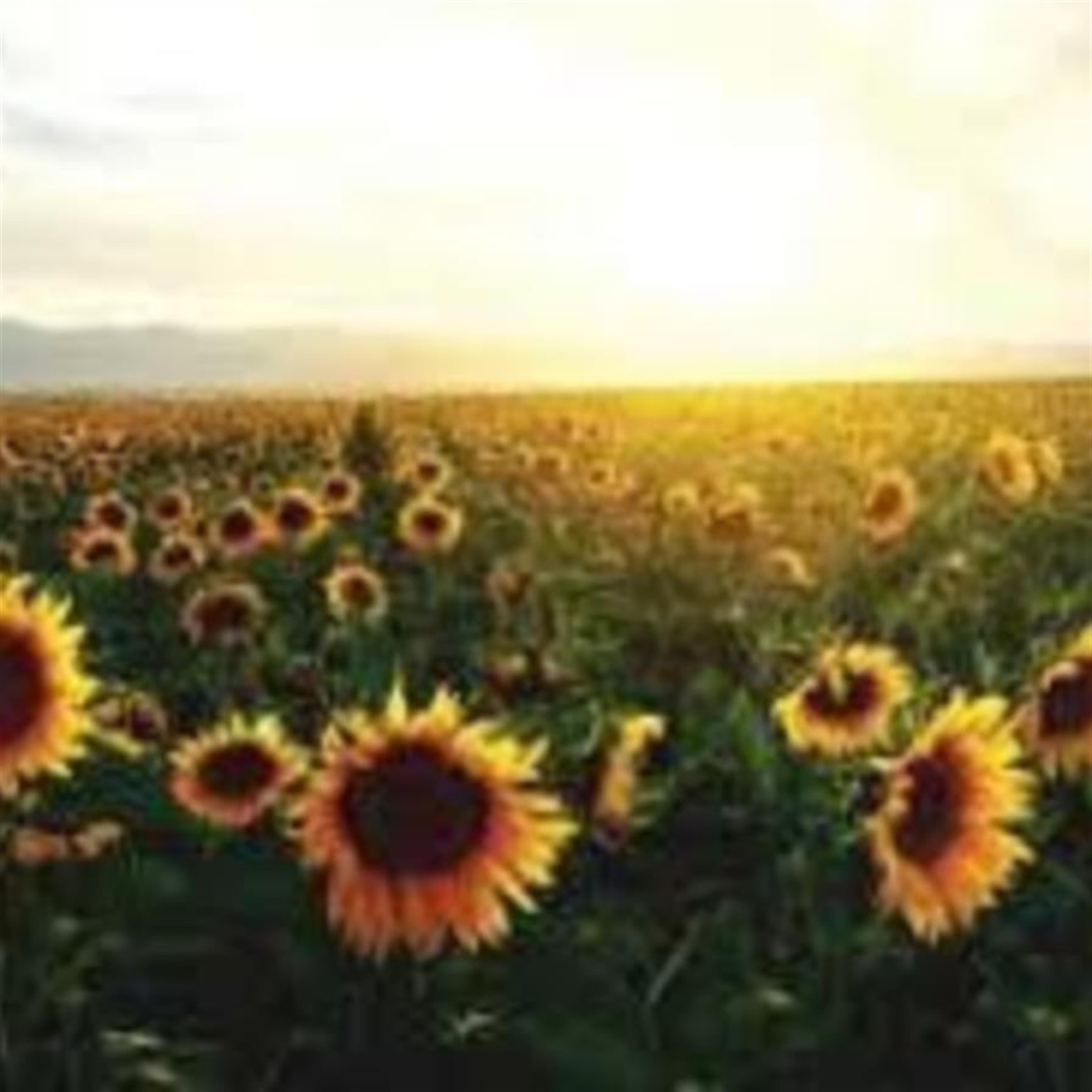 Cynthia Horton-Hills' obituary picture