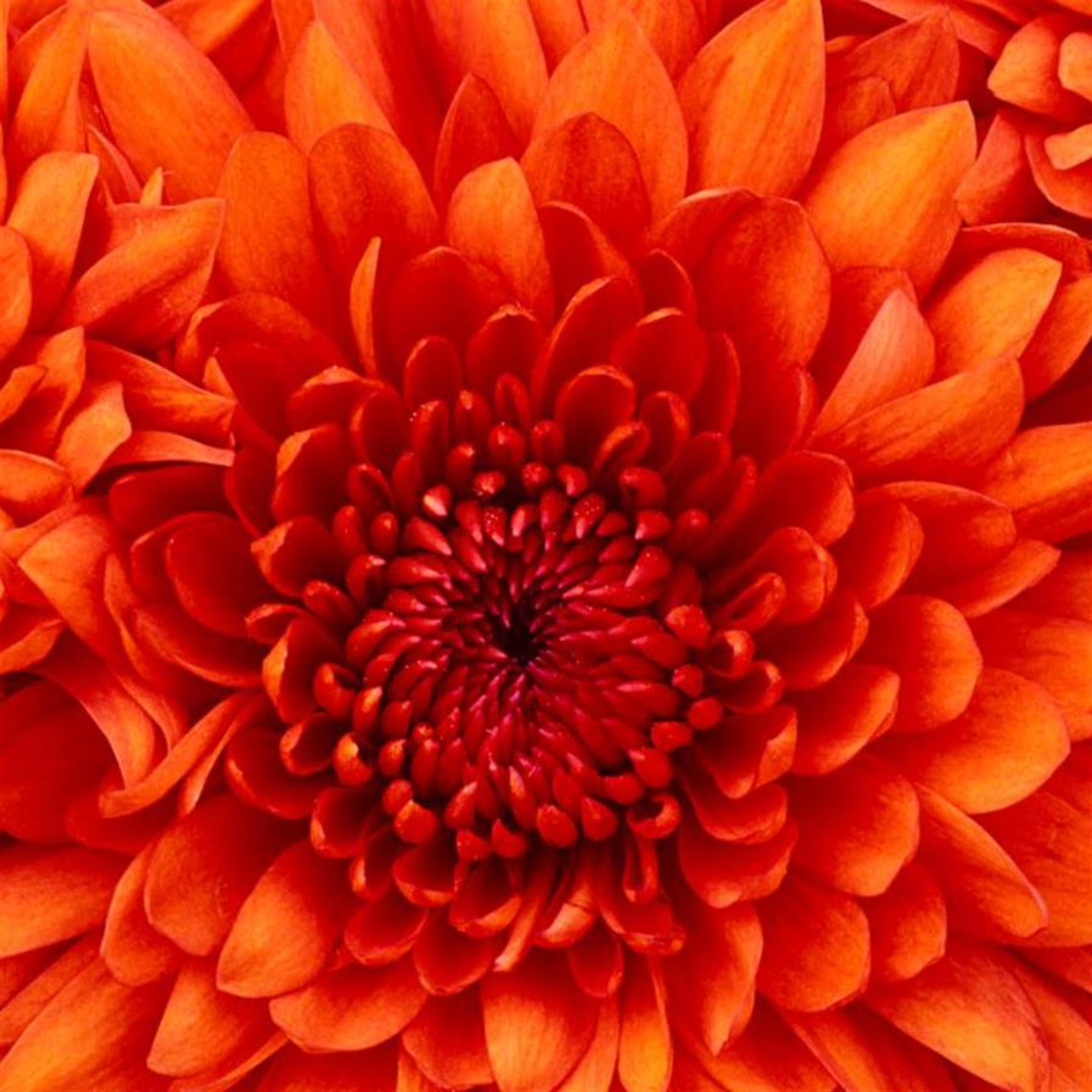 Lolala Martha Reynolds