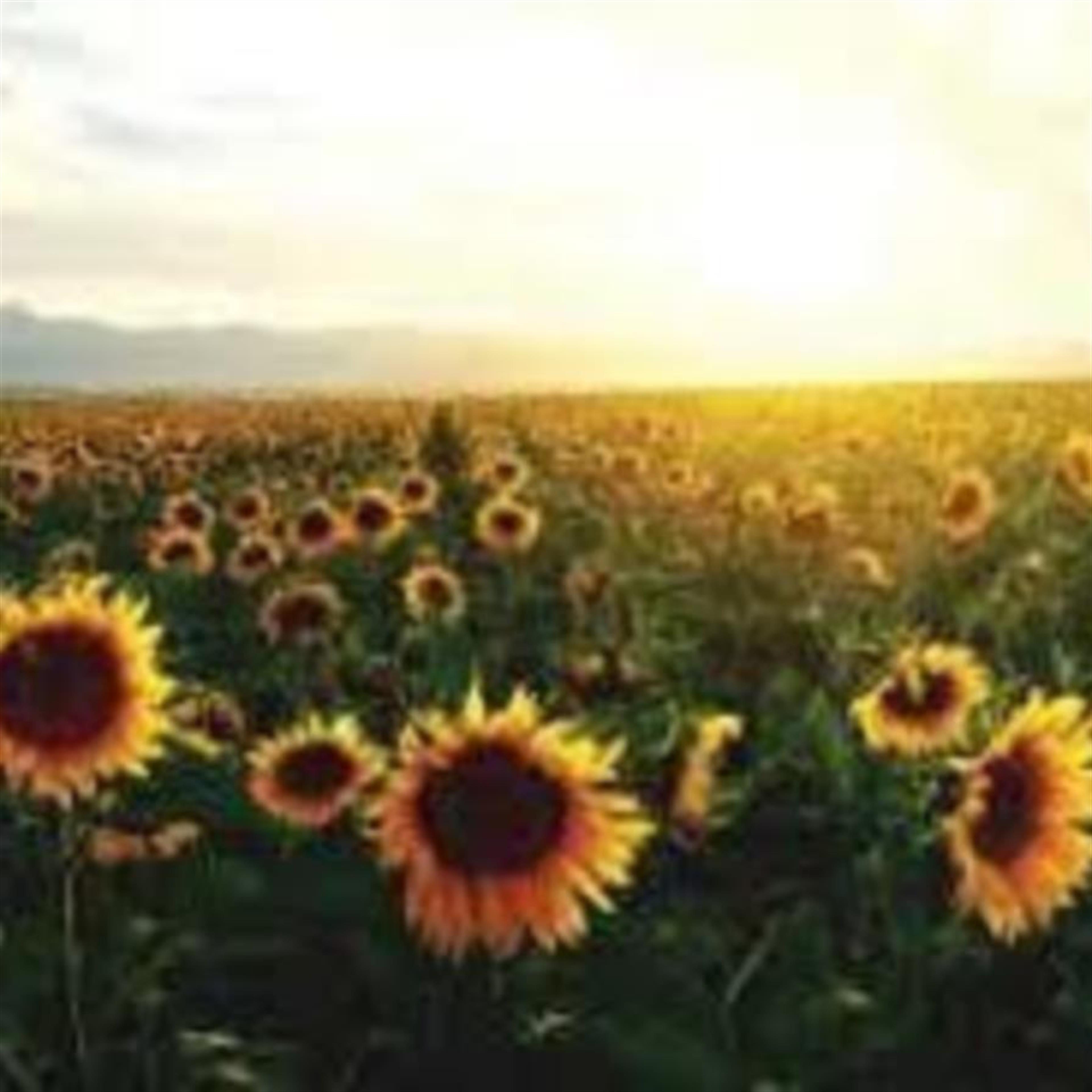 Hung Banh's obituary picture