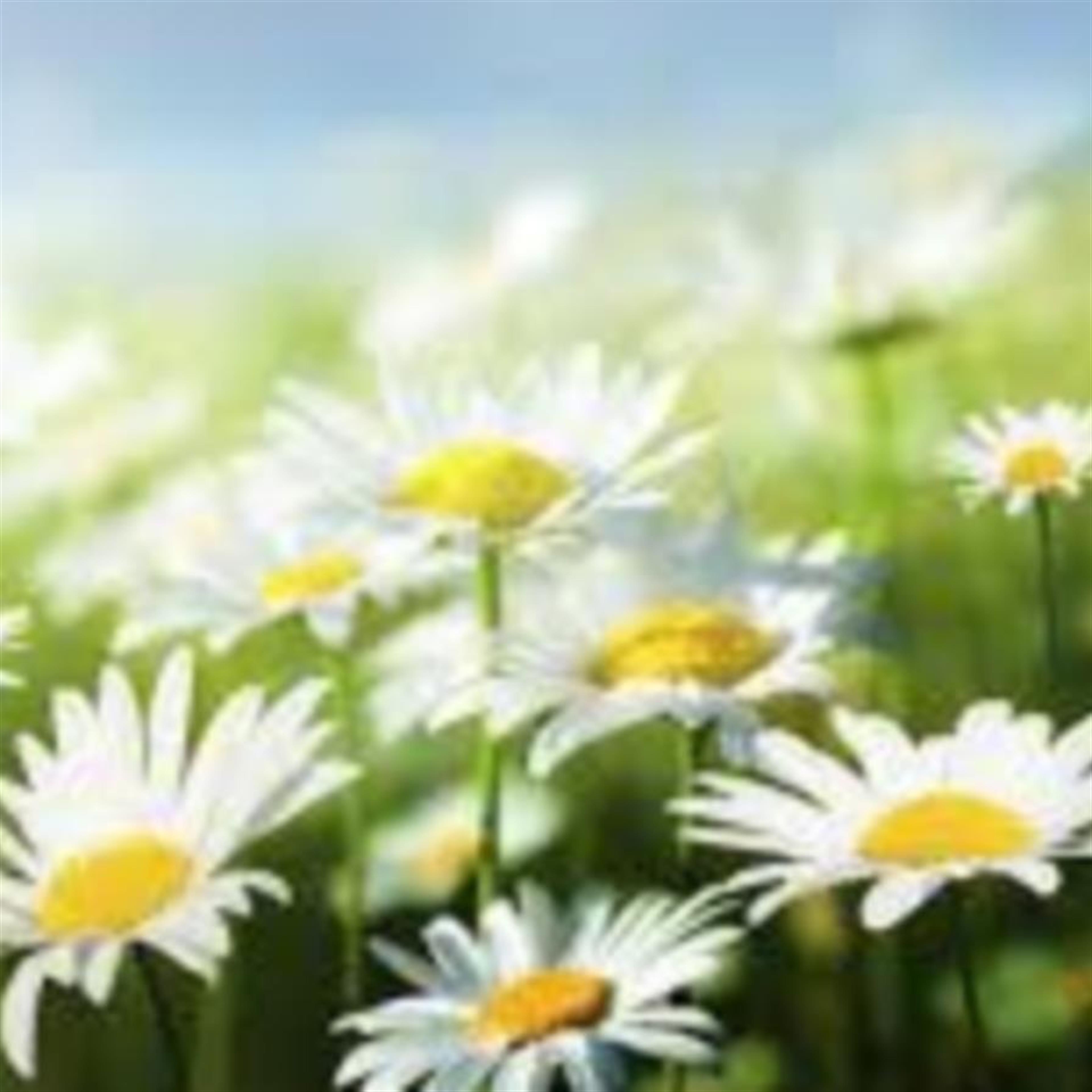 Salud "Ima" Ramac Canaleta