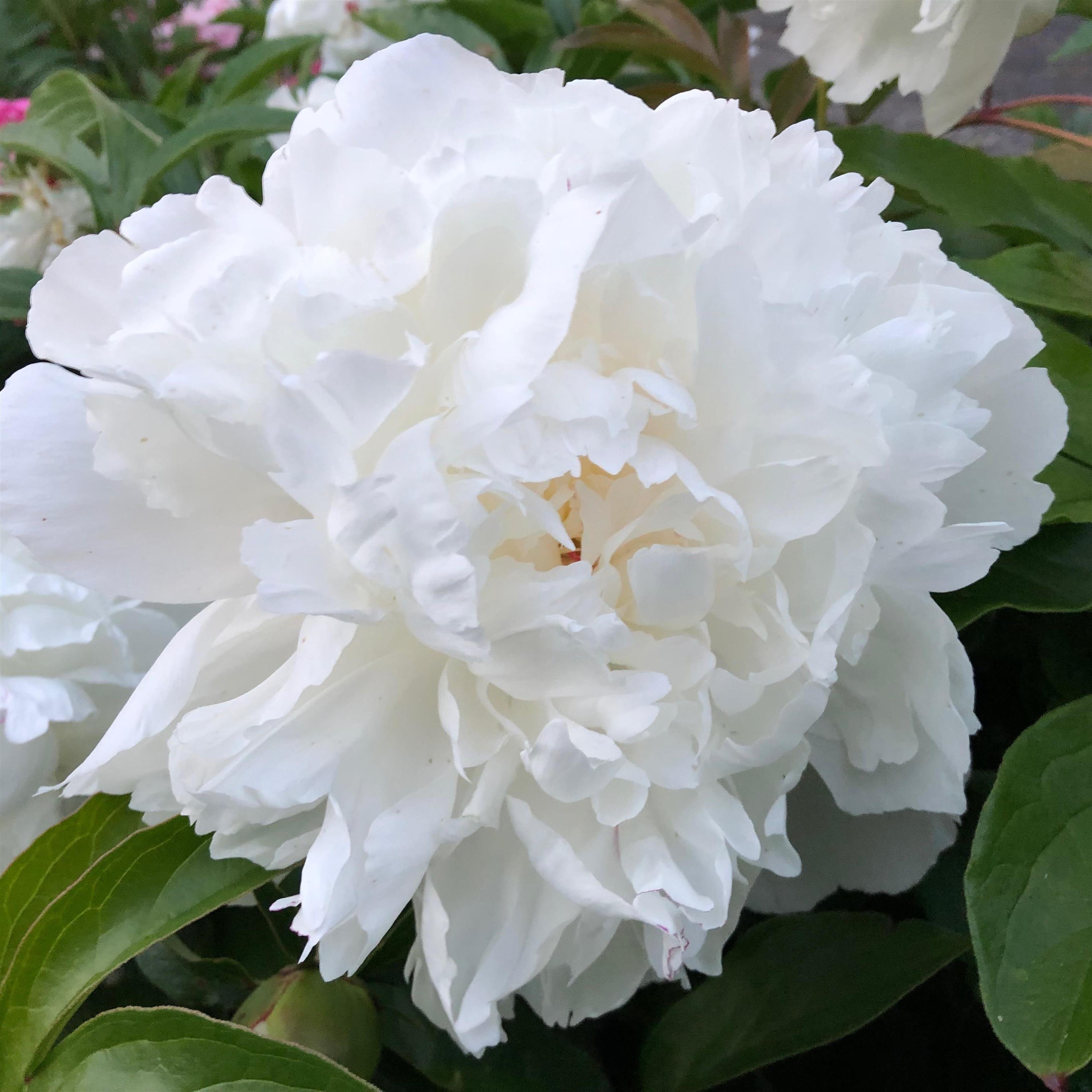 Doris Belle Smith (Buffalo)