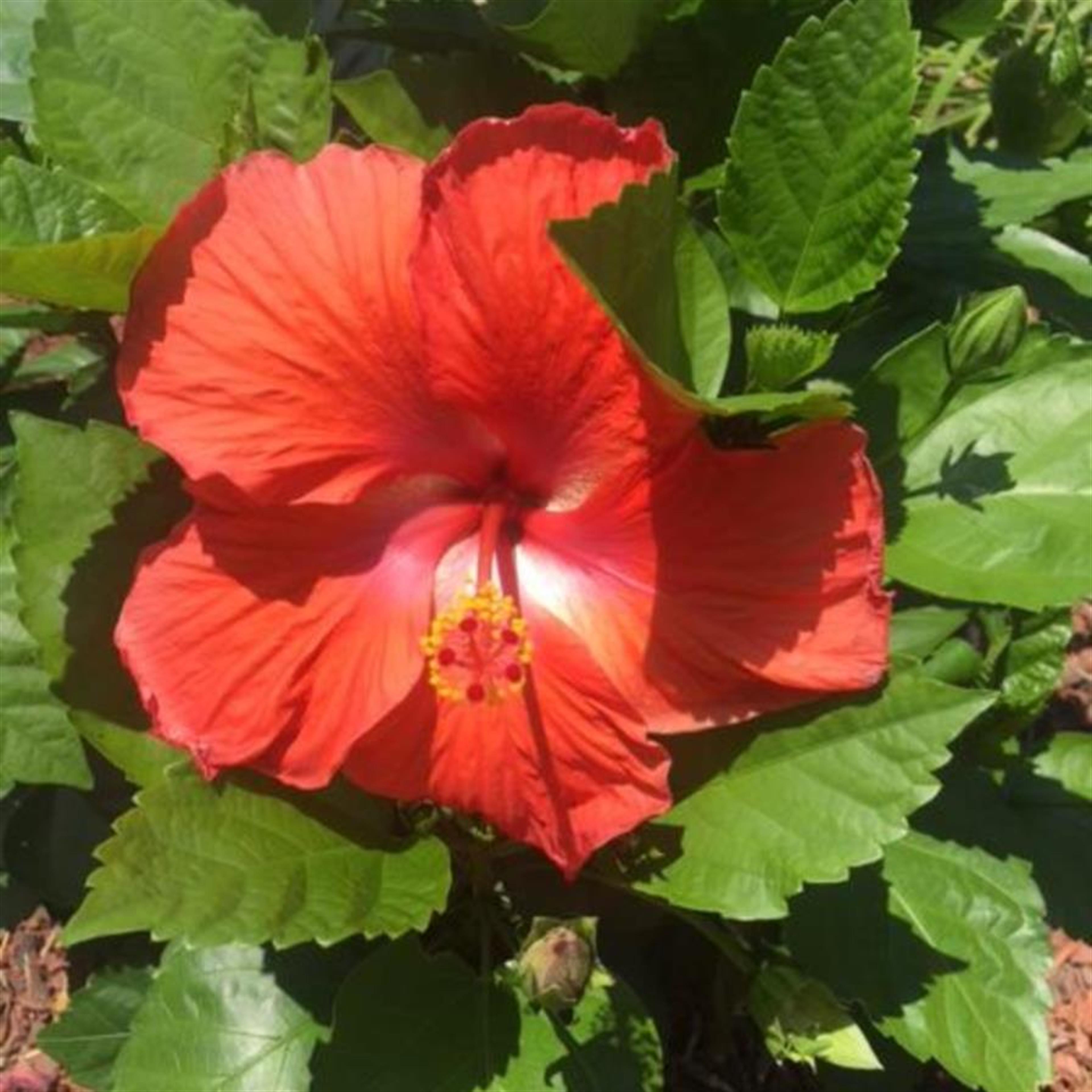 Margie C. Salsberry (Hartville)