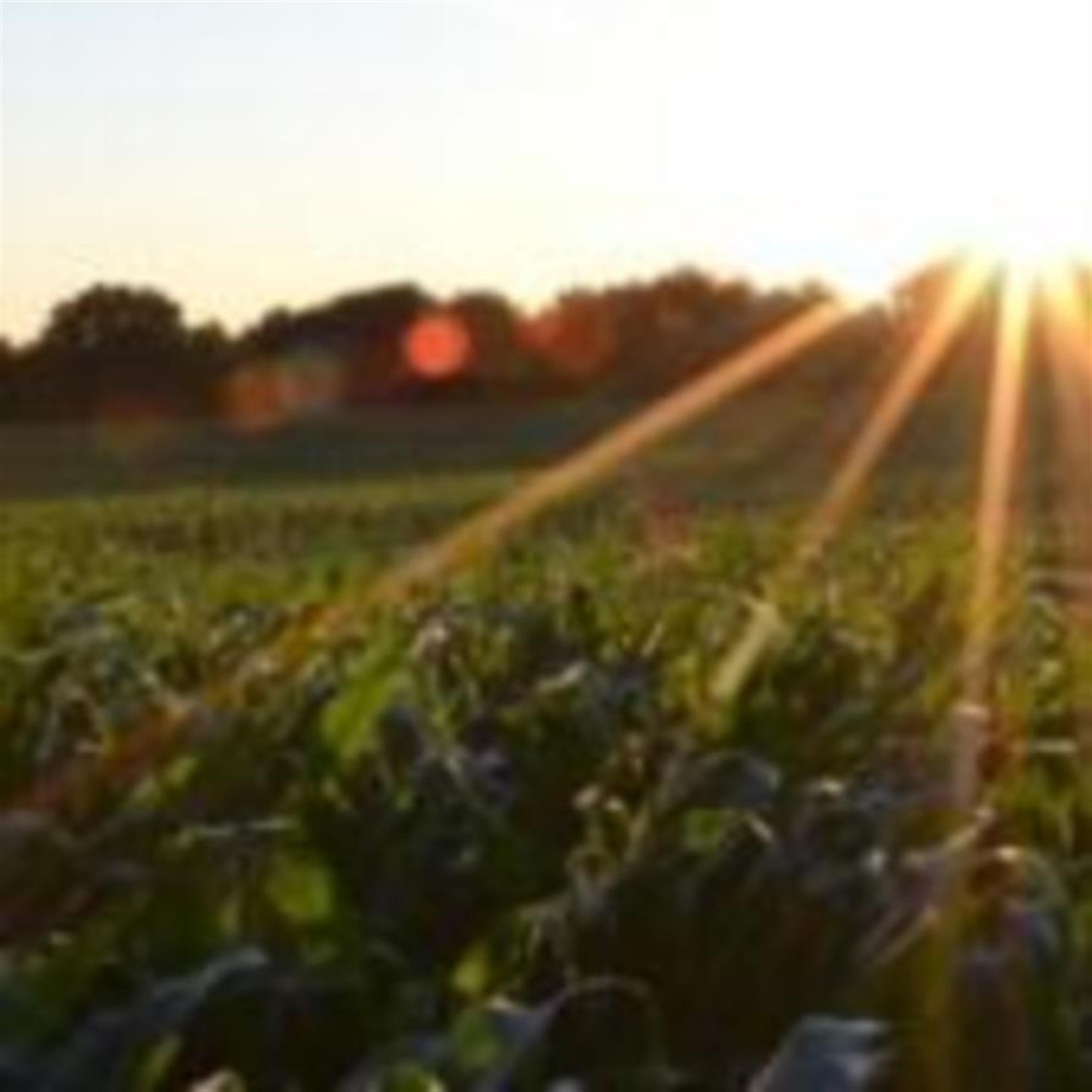 Jack Wolfinbarger (Bolivar)'s obituary picture