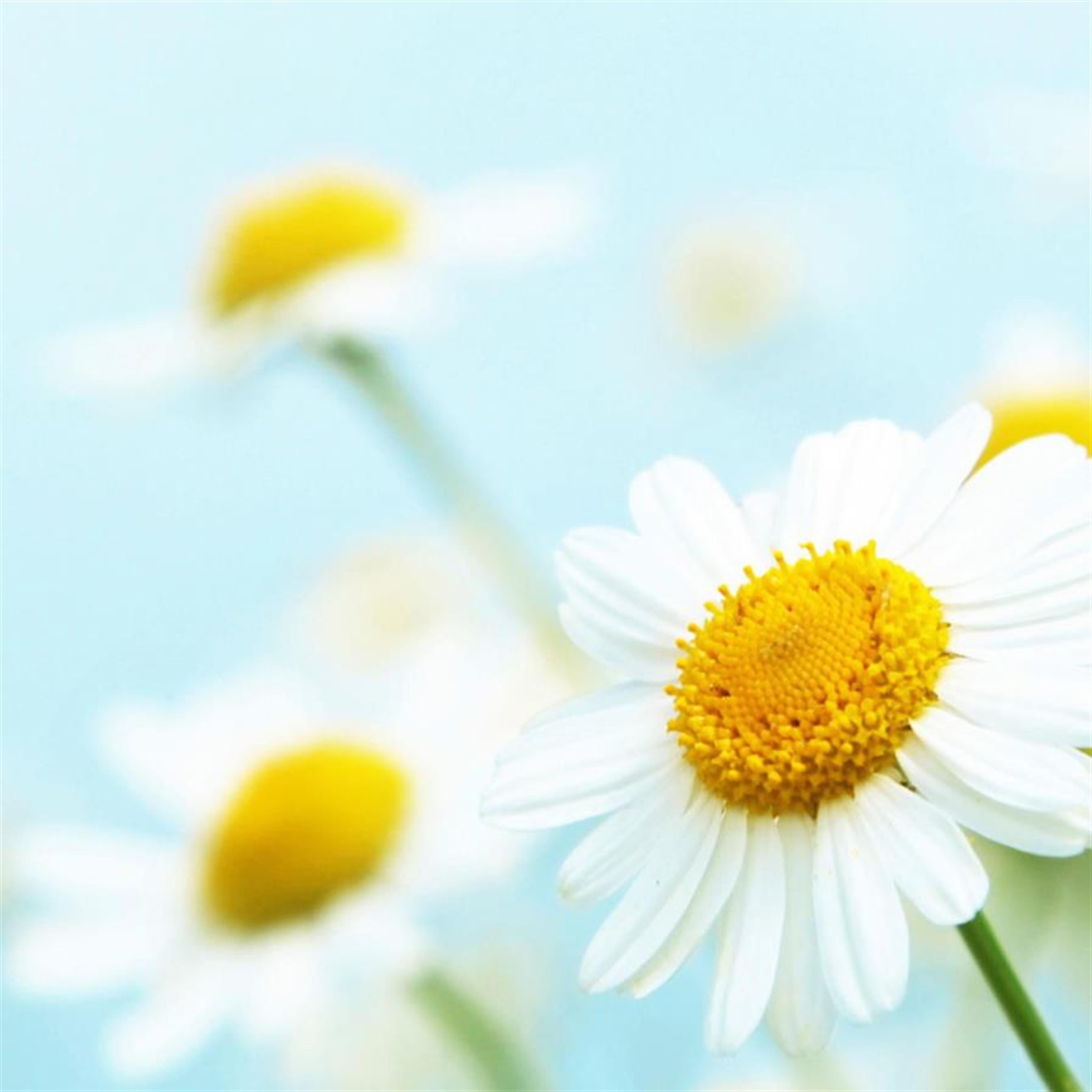 Monica Joewel Blissenbach