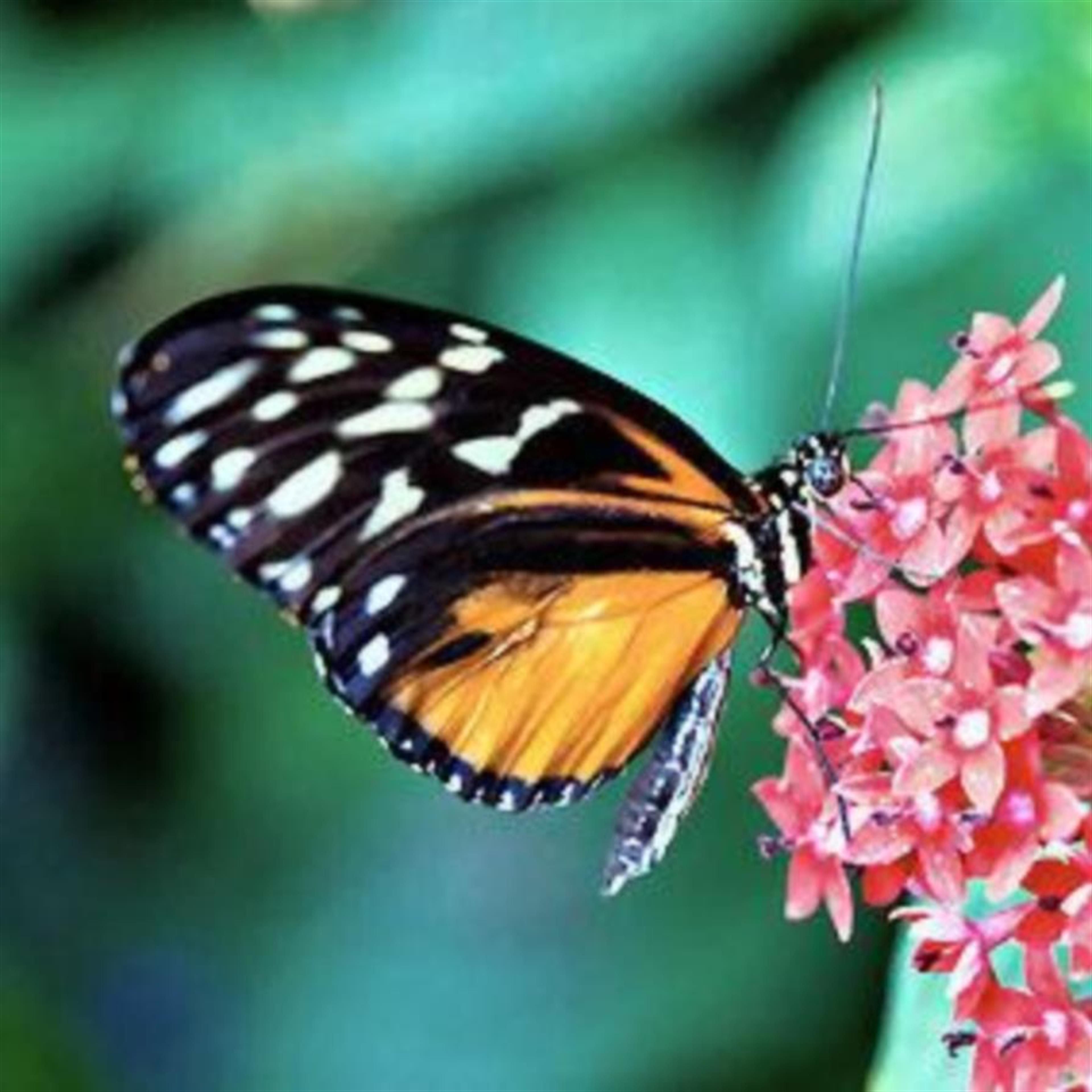 Mrs. Christine Bice McCrary's obituary picture