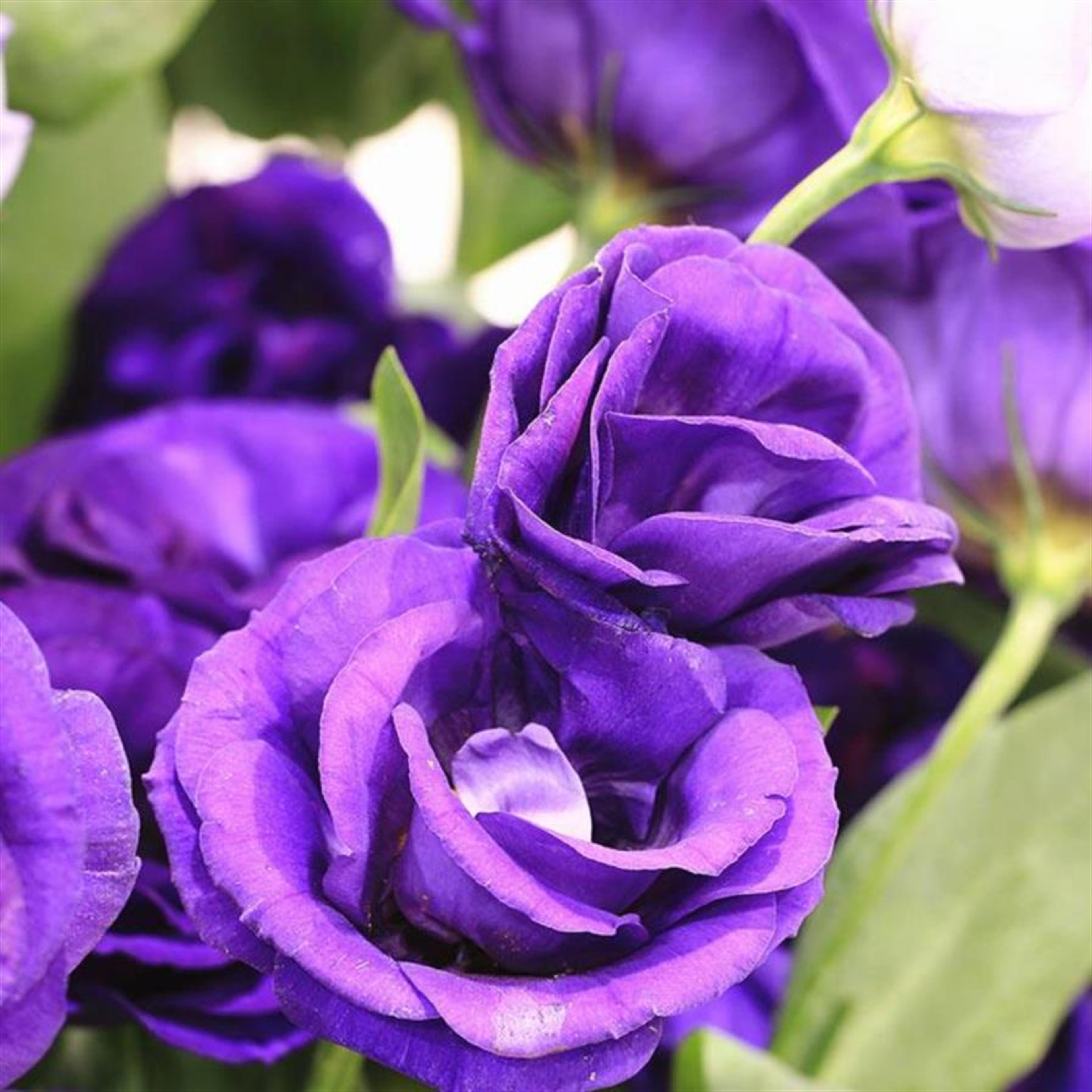 Mrs. Wynema Sprayberry