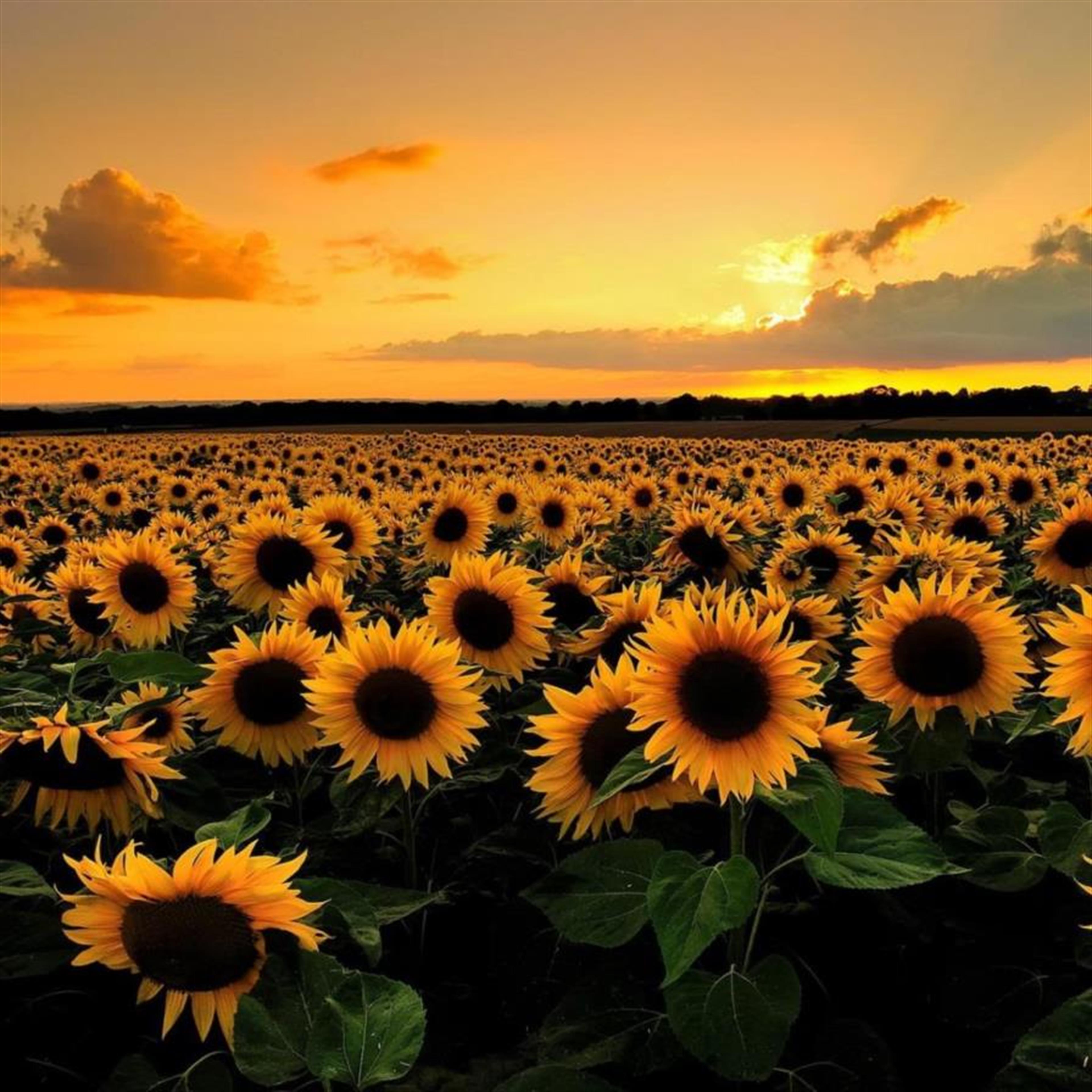 Dorothy "Dotty" Louise Davis Lewis