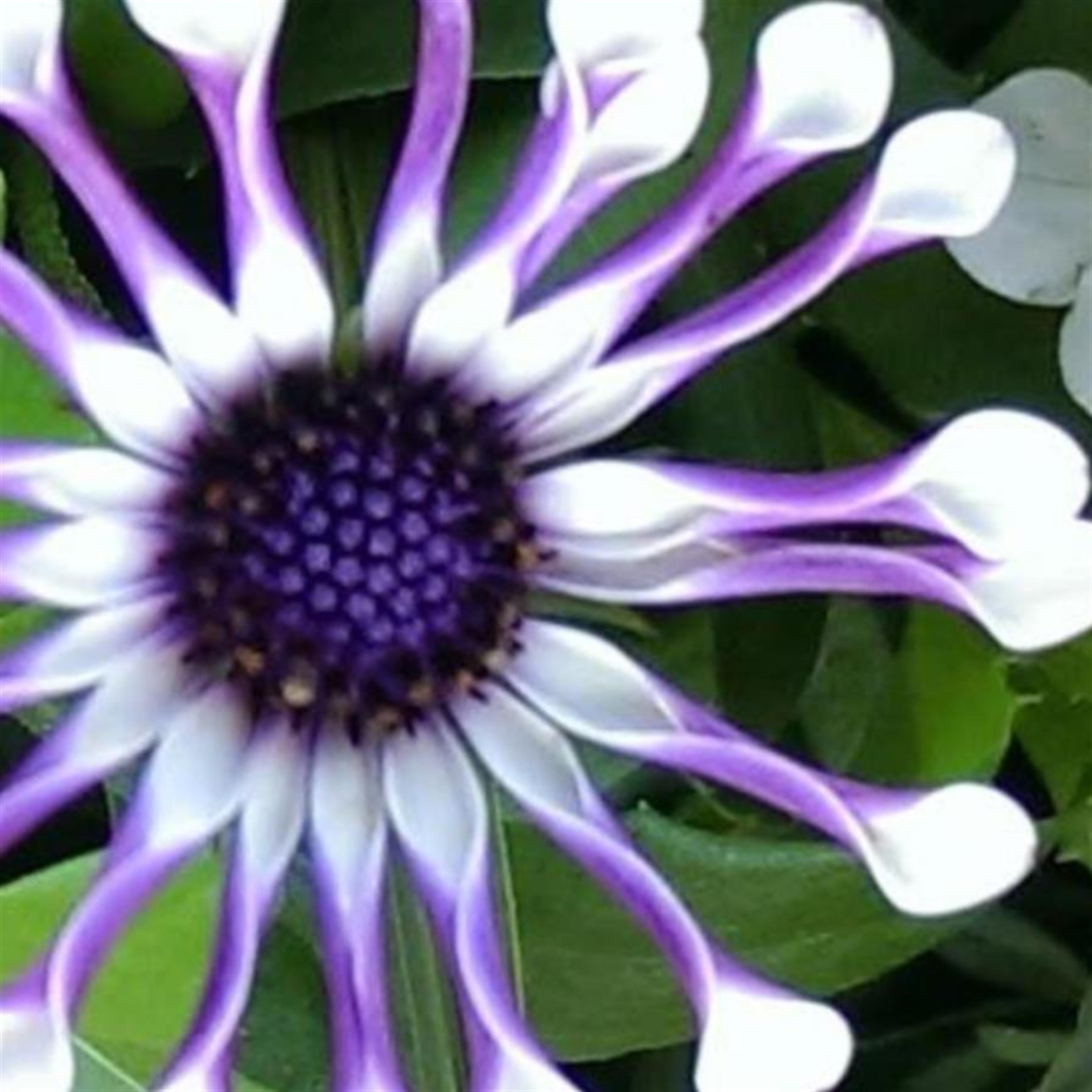 Ella Katherine Stenbom