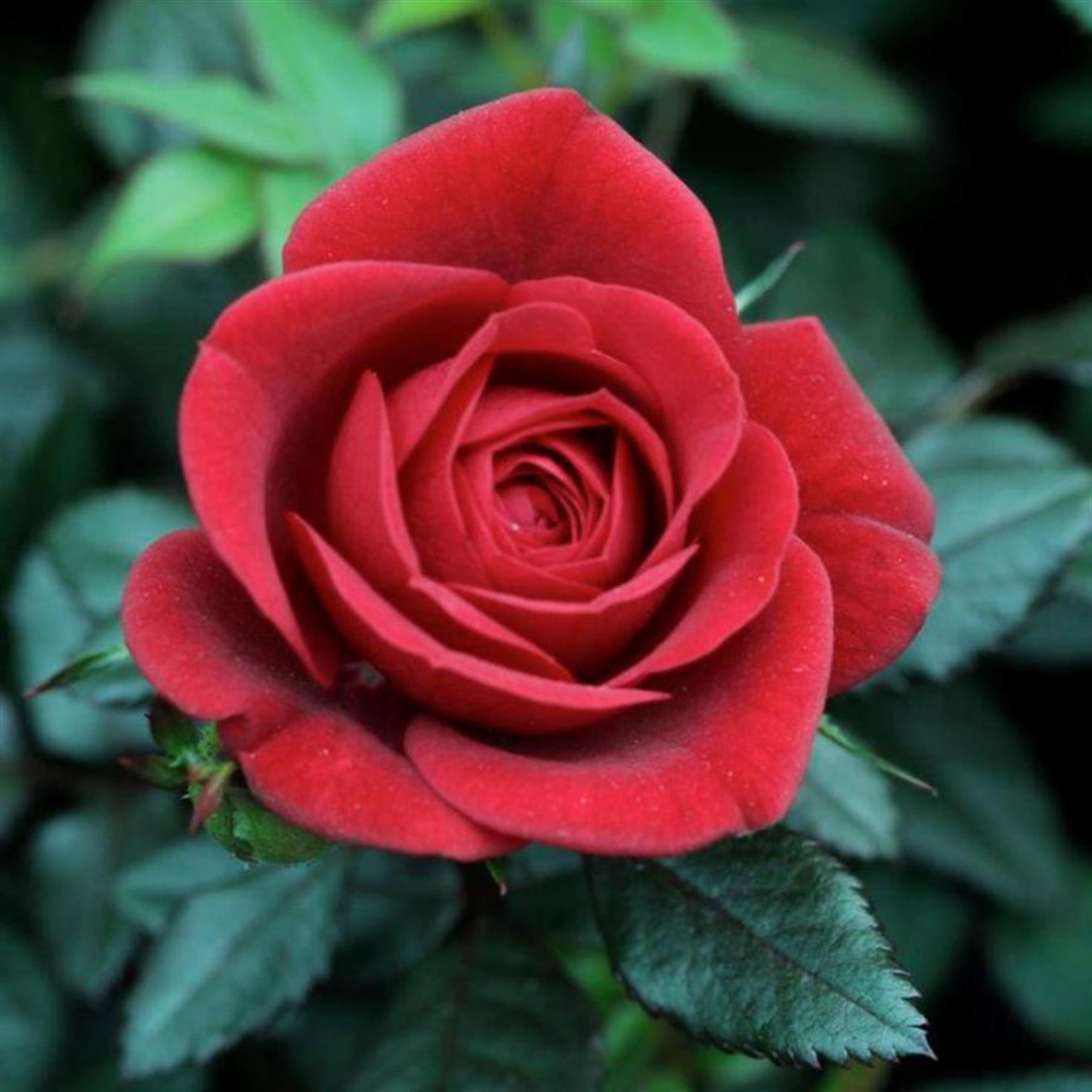 Rita Wentlandt's obituary picture