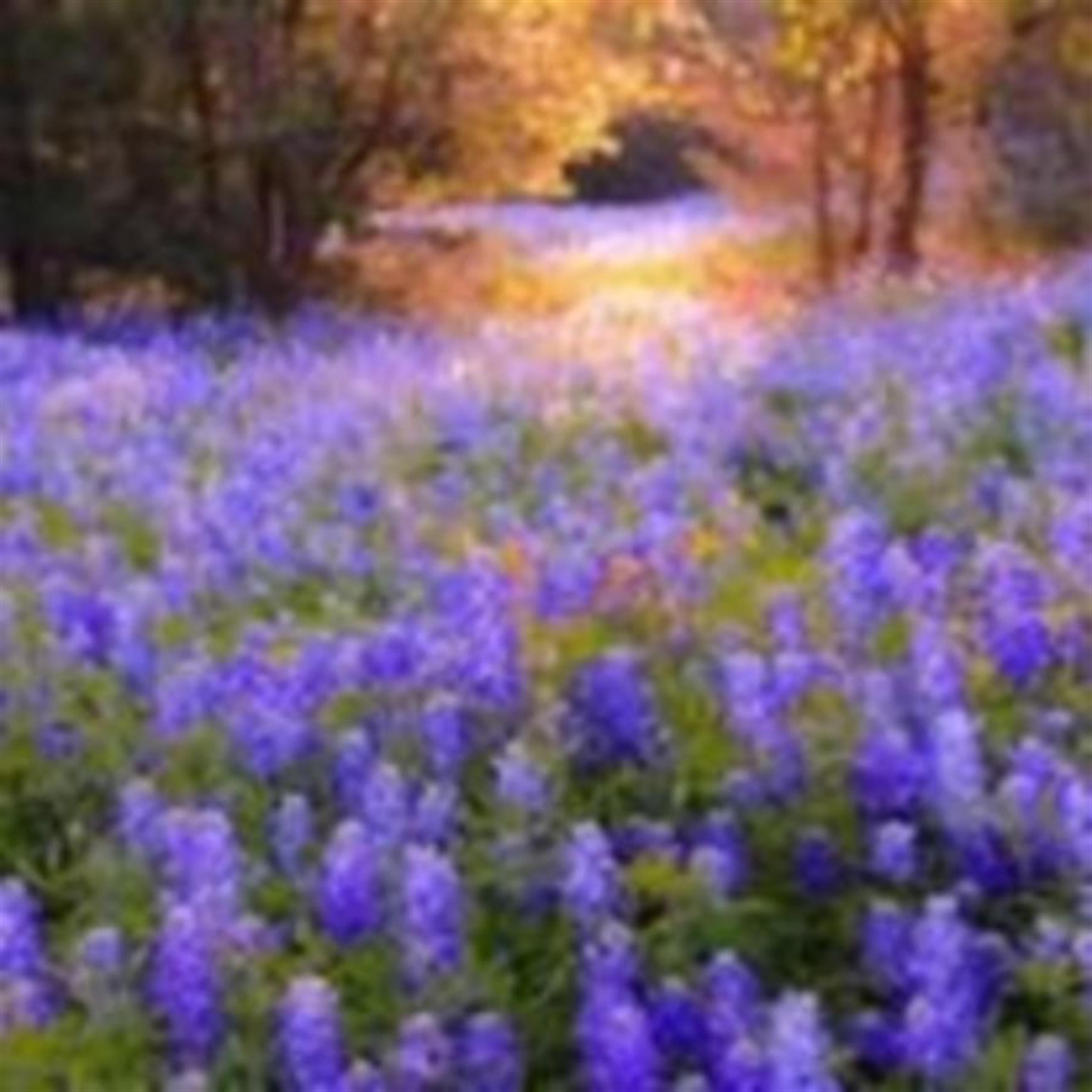 Bonnie L. Fanelli (Camdenton)