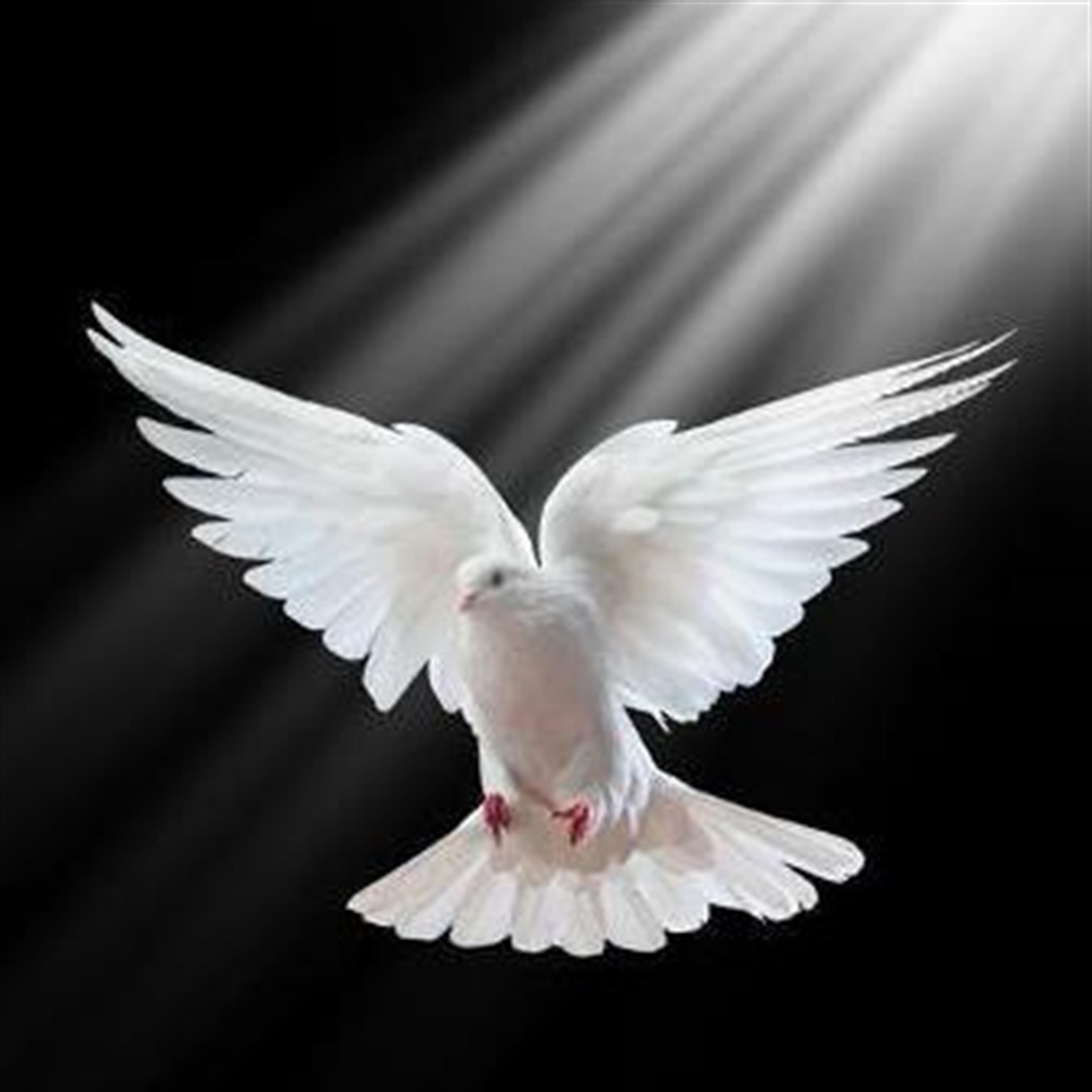 Eusebia M Estrada's obituary picture