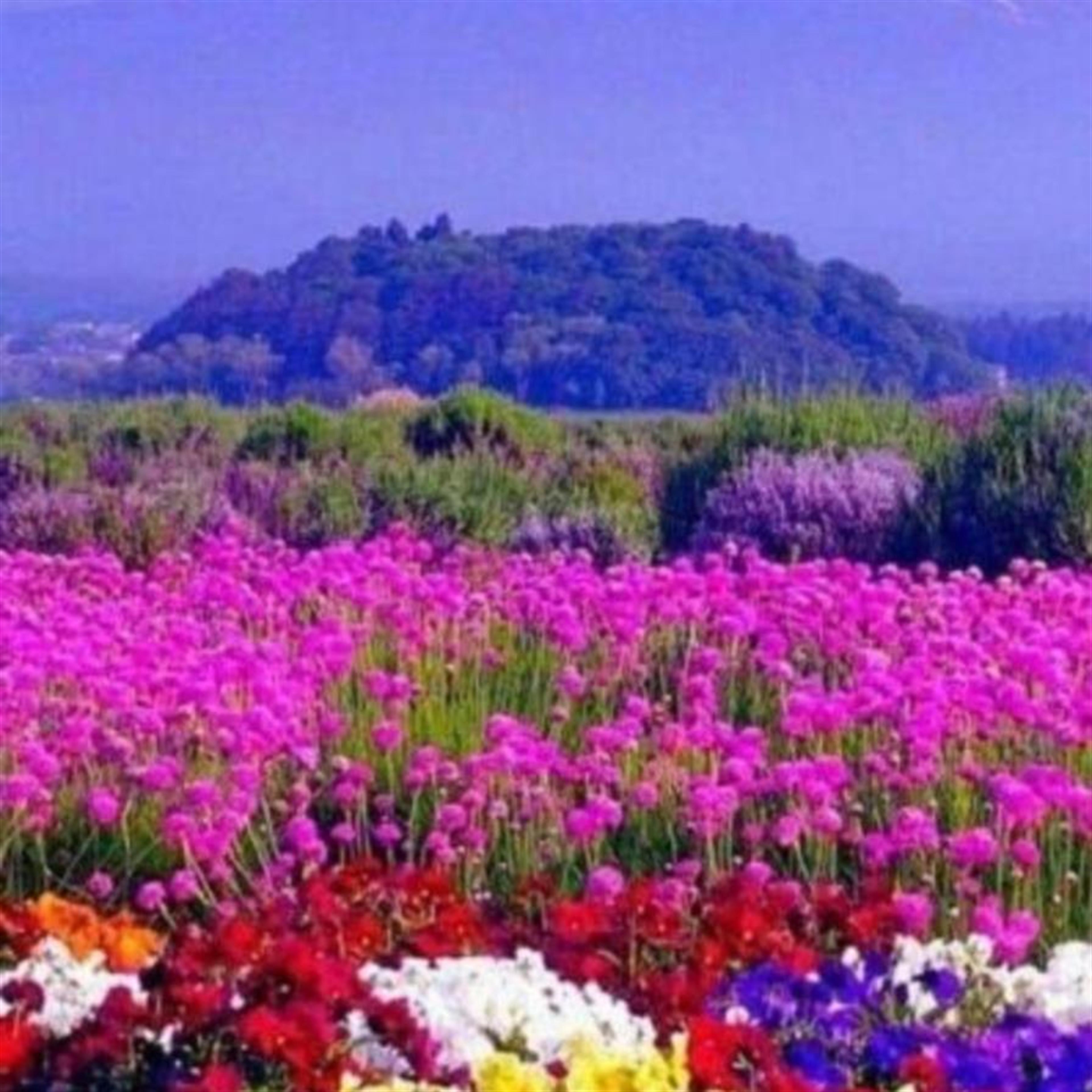 Donna L. Oakes' obituary picture