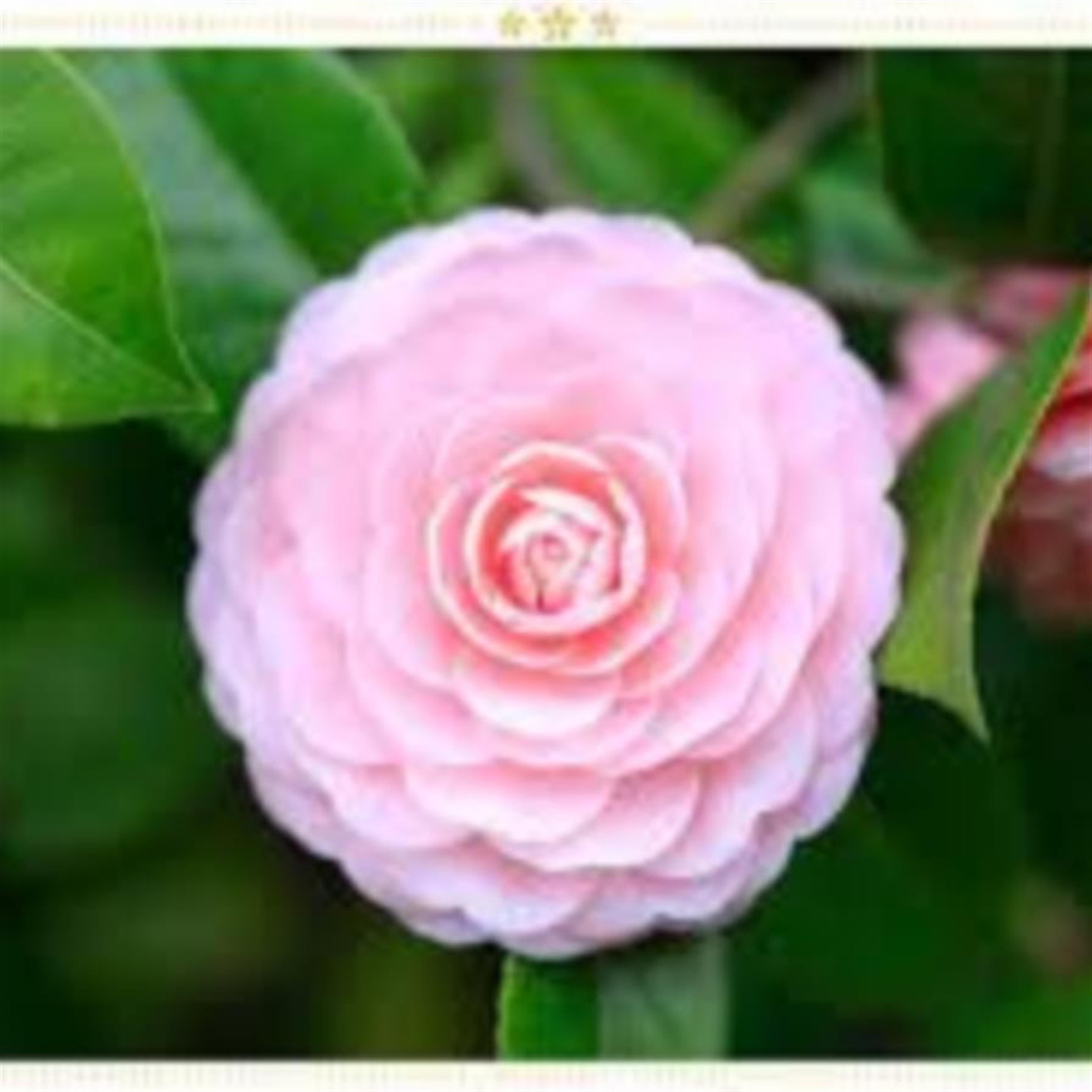 Teresa Ojeda's obituary picture