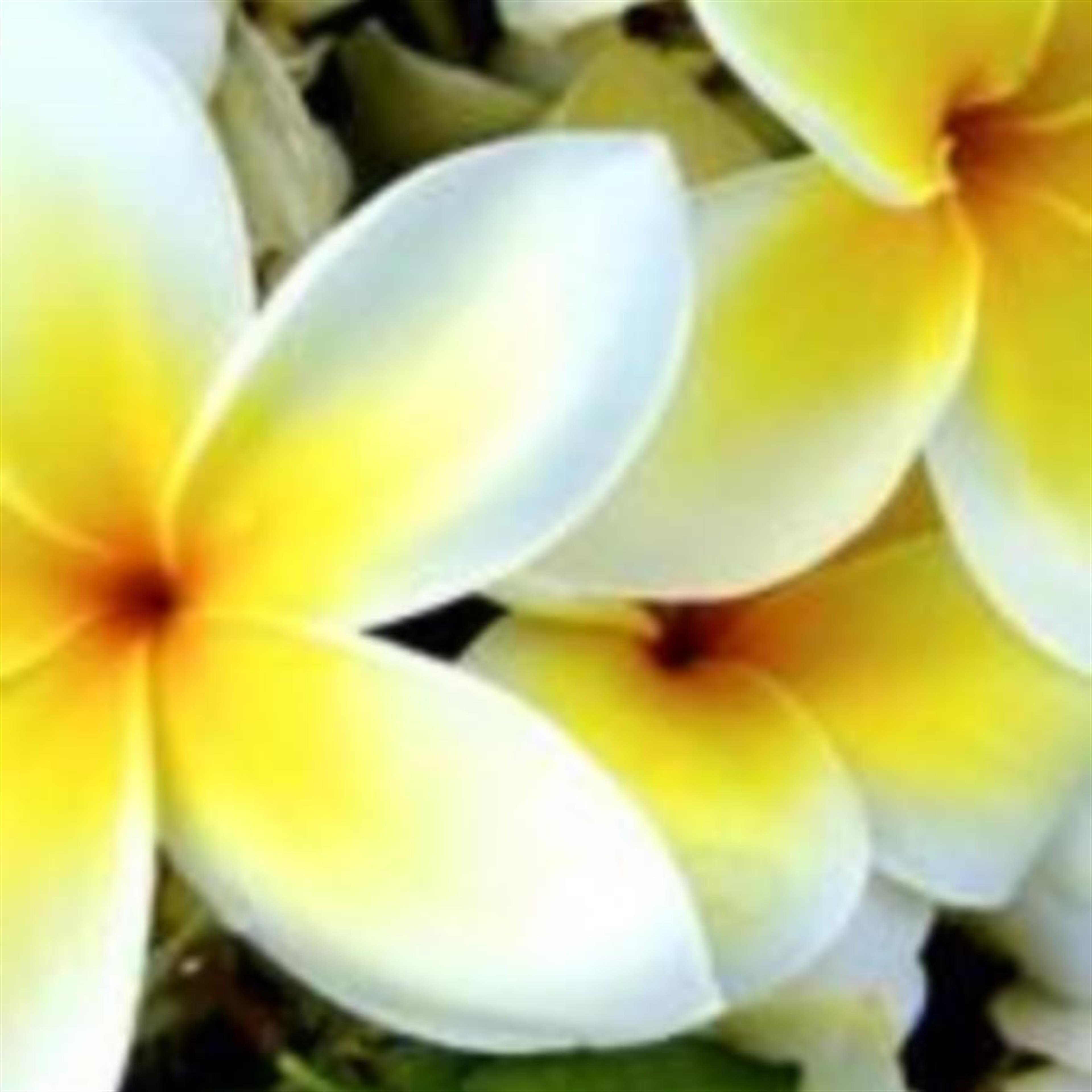 Darlene Ann Woodmansee (Bolivar)
