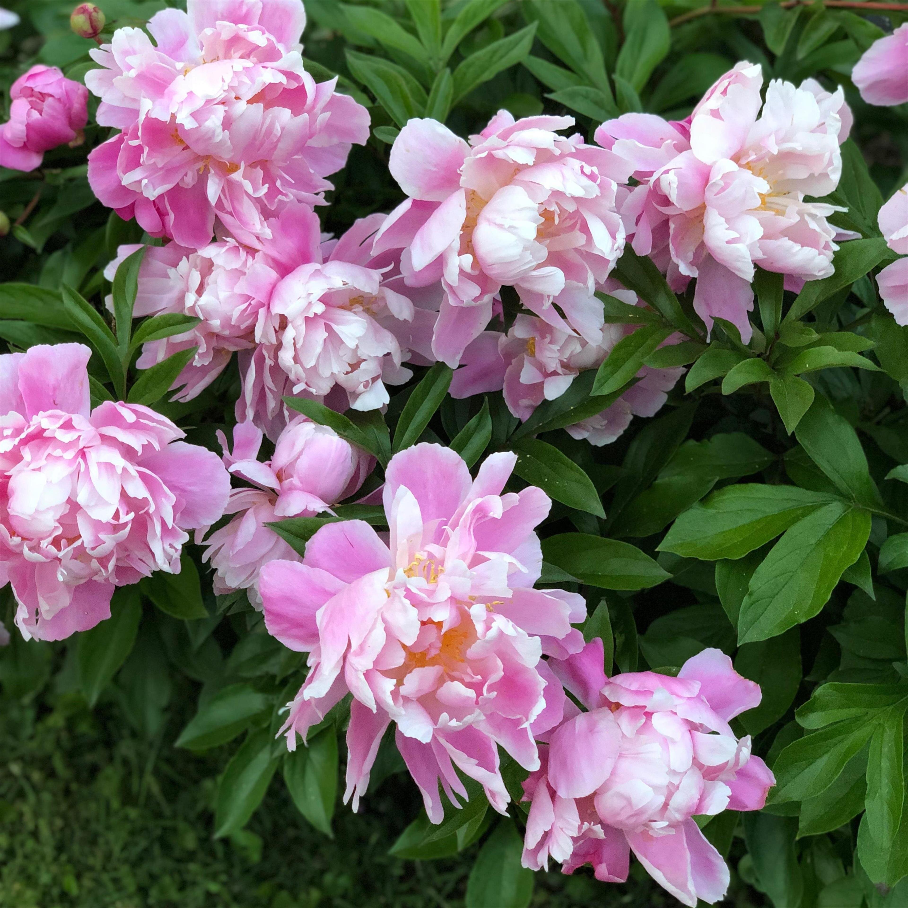 June Frances Brake (Bolivar)