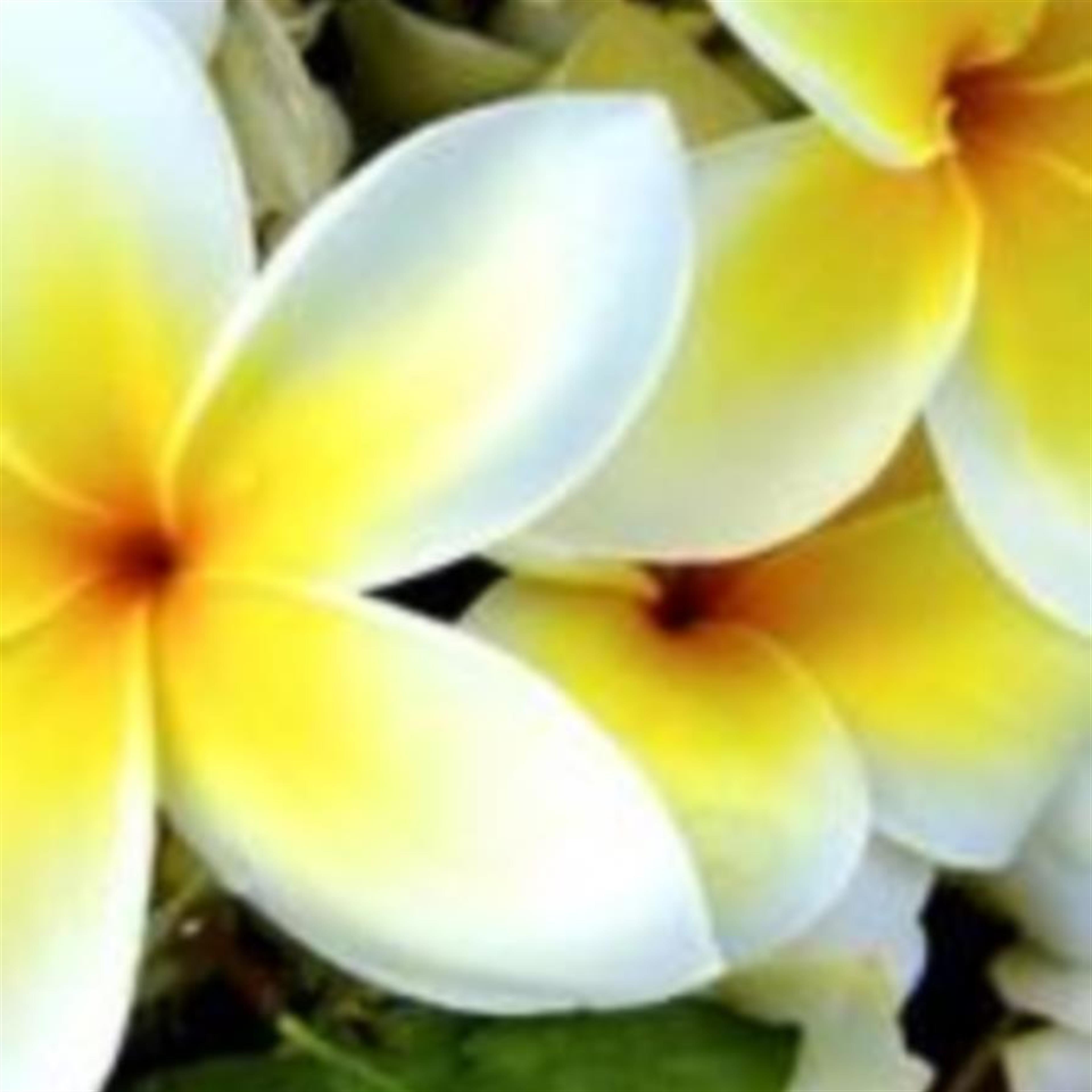 Katherine Christine Beyer (Buffalo)