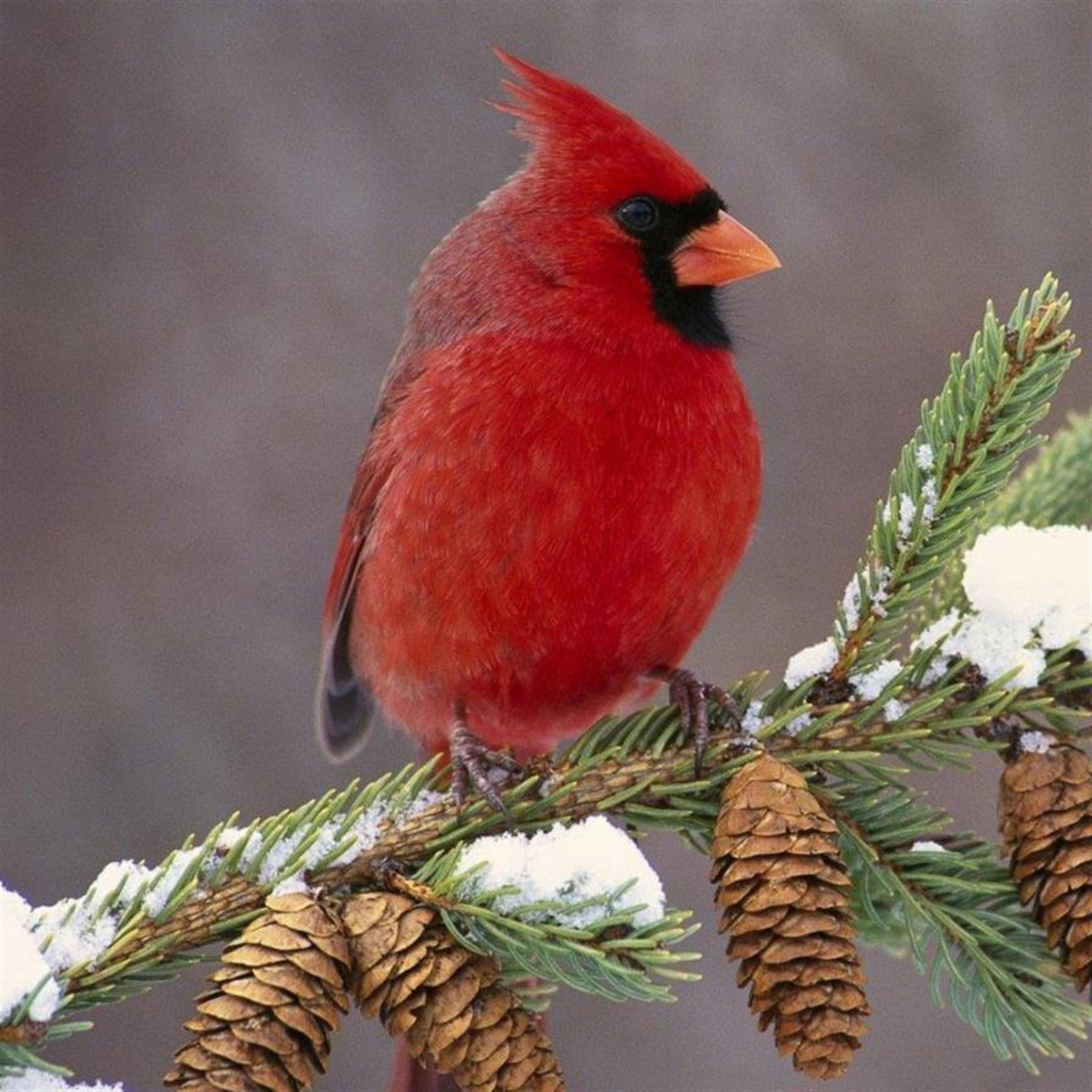 Mr. Stanley Albert Prophitt's obituary picture