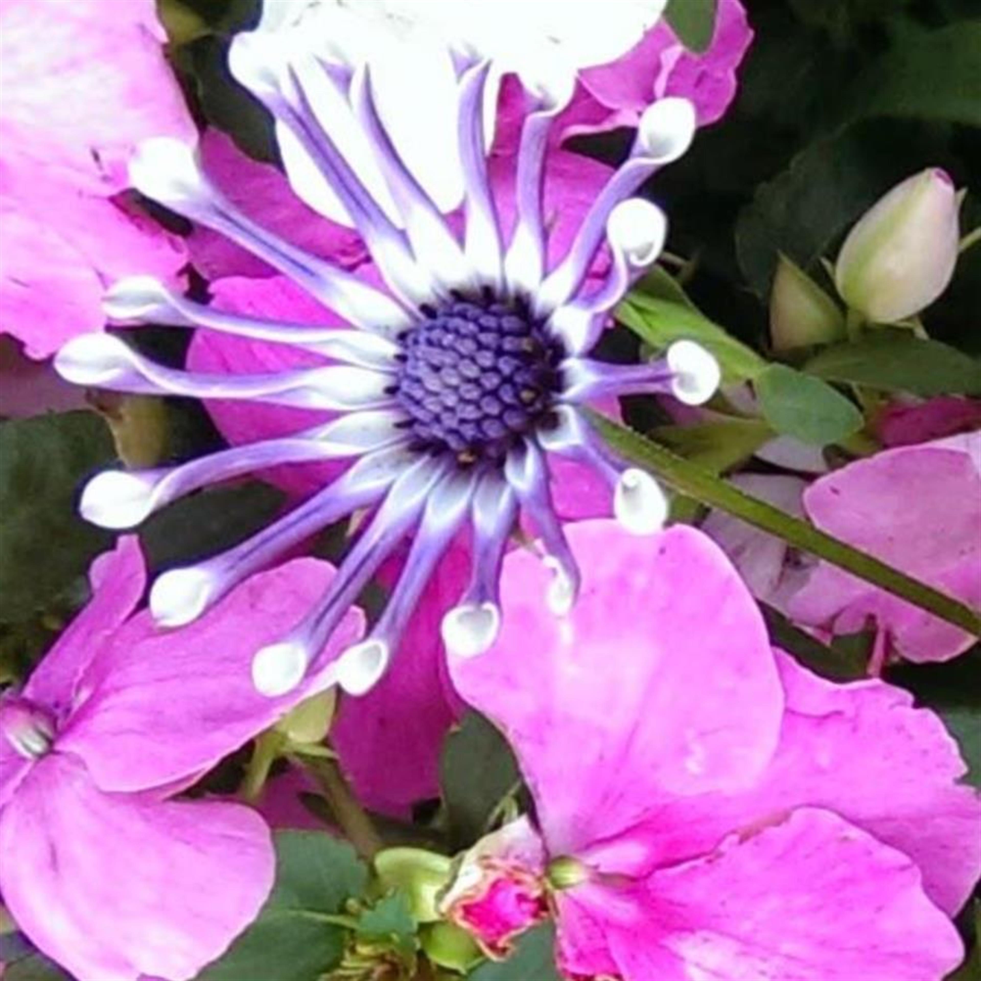 Barbara B. Kimbrough's obituary picture