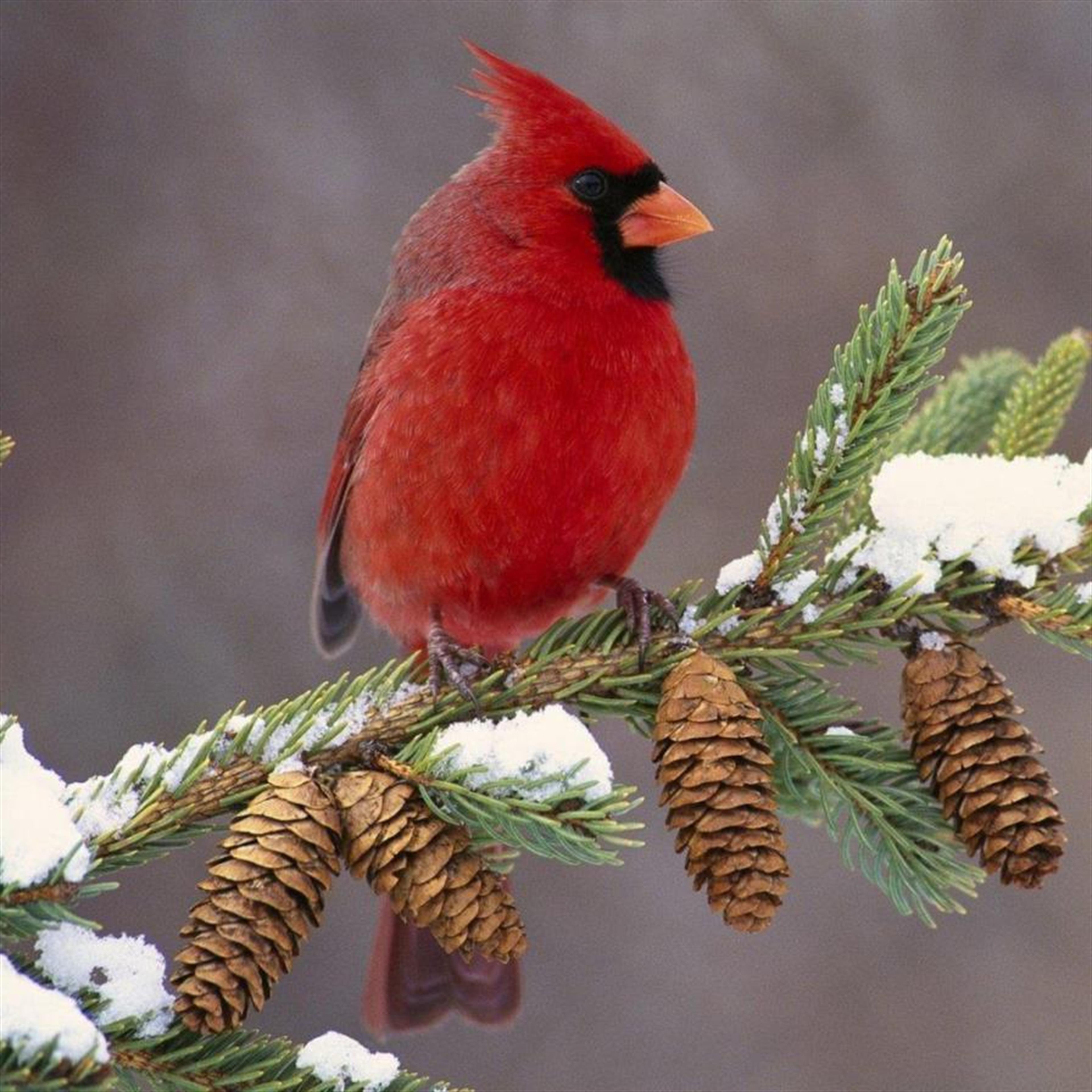 Mrs. Verbie S. Blankenship