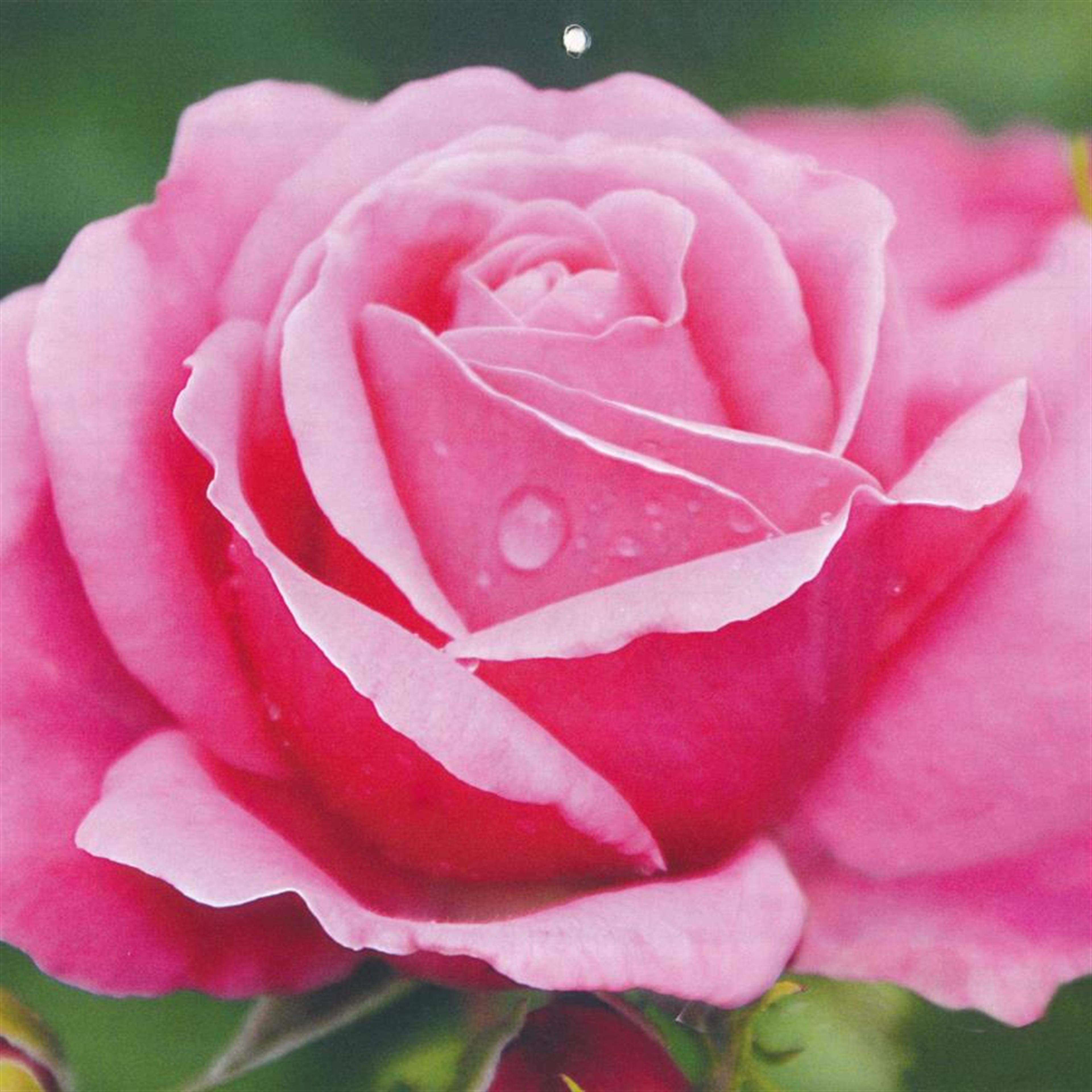 Mary Jo Anne Olson's obituary picture