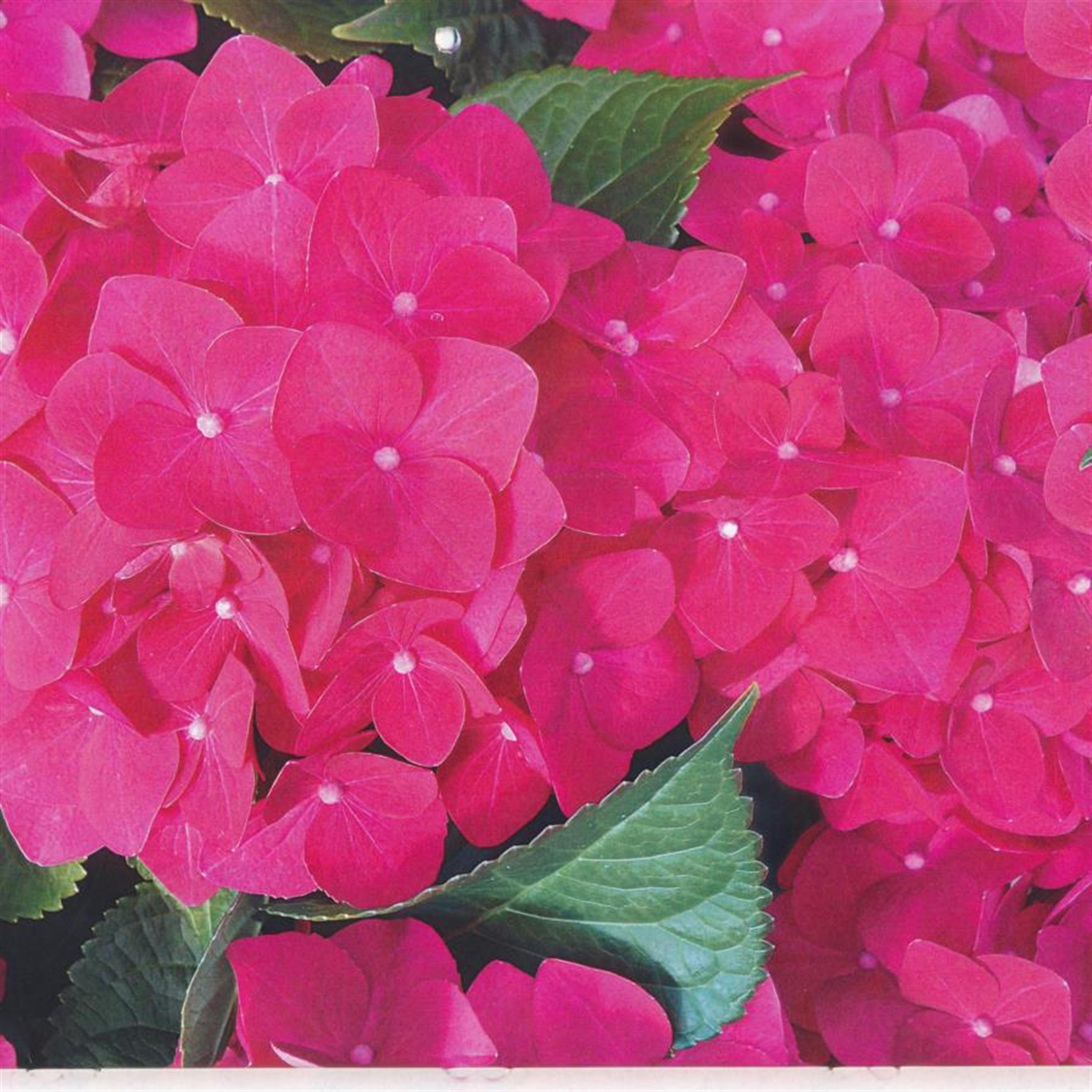 Perfecto Alcanites Flores