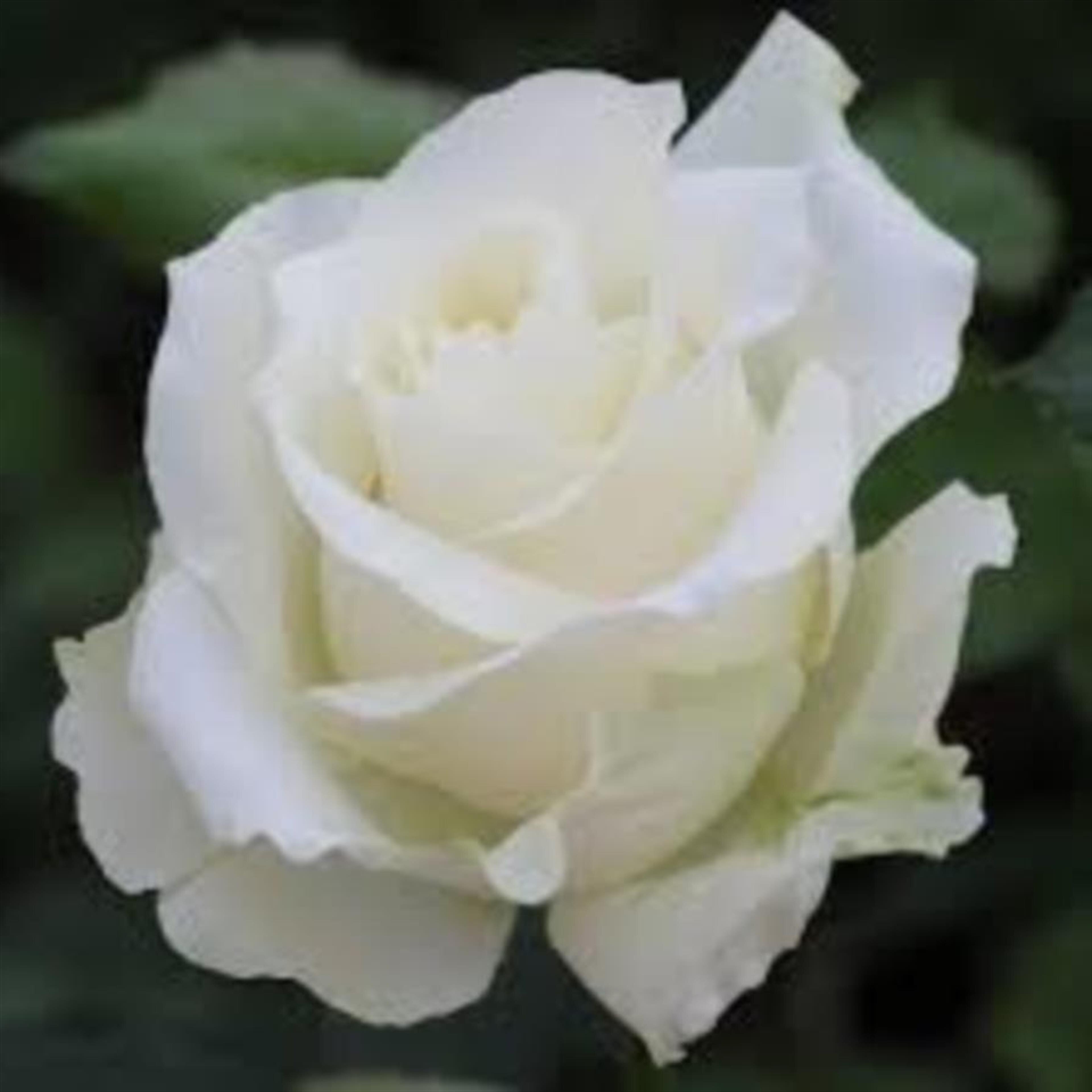 Premitenia martinez
