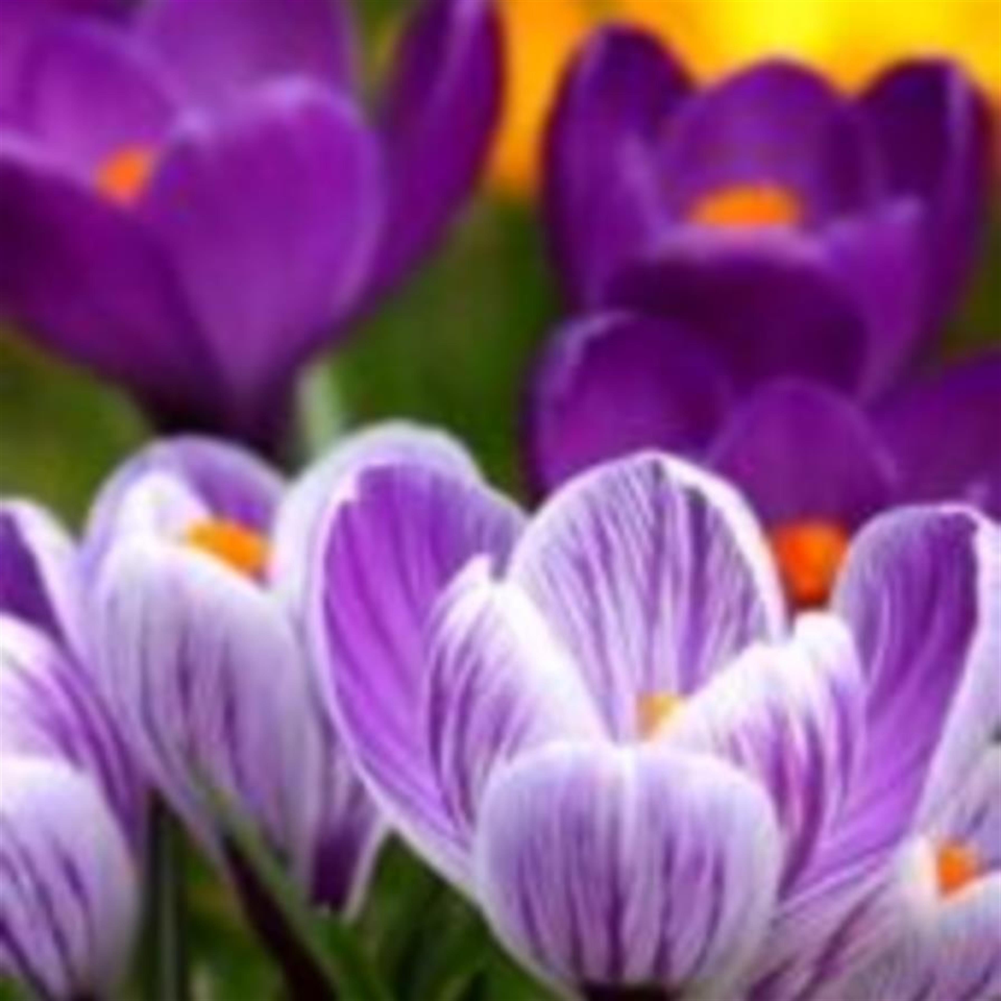 Cynthia Brown (Camdenton)