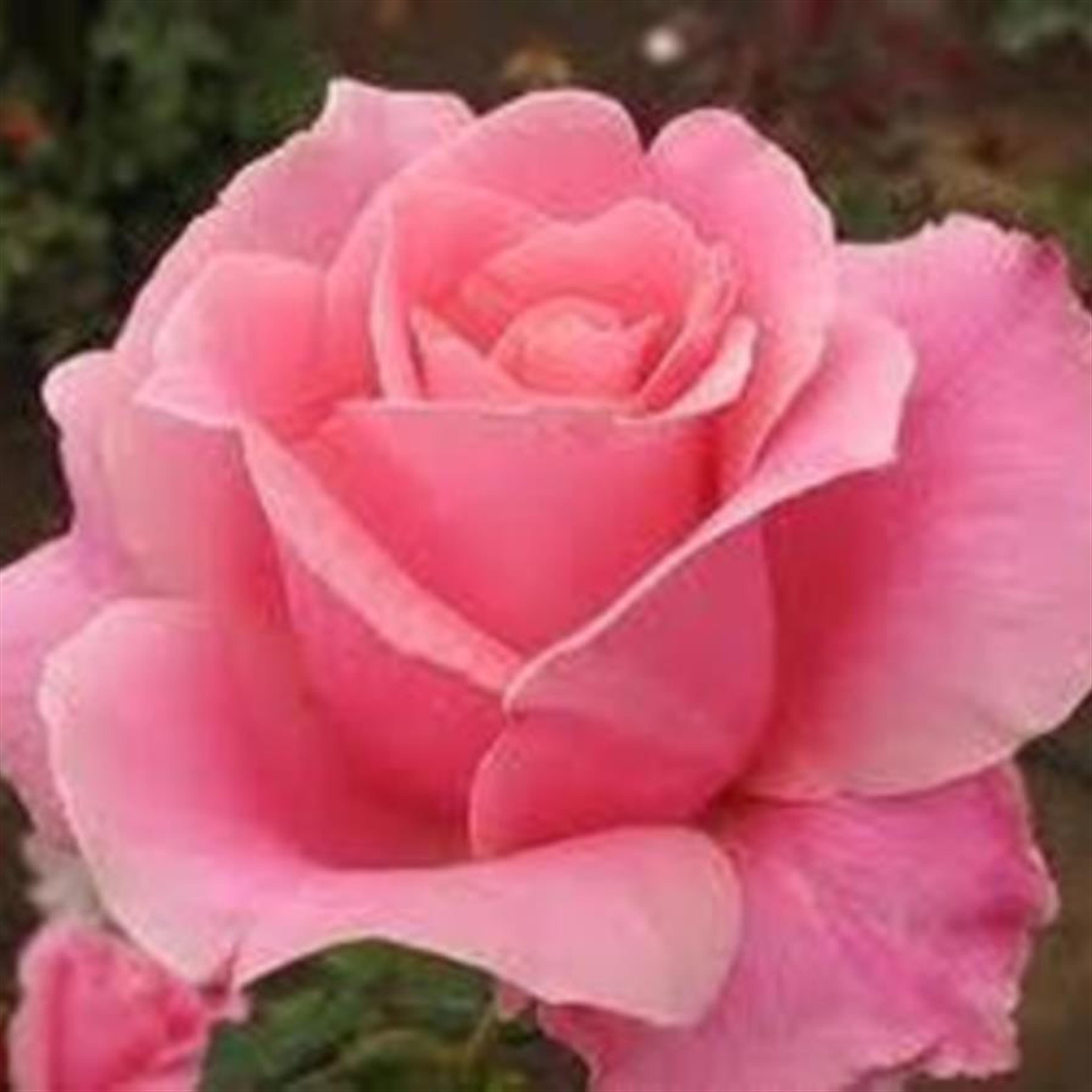 Jessie Grace Holtzclaw (Bolivar)