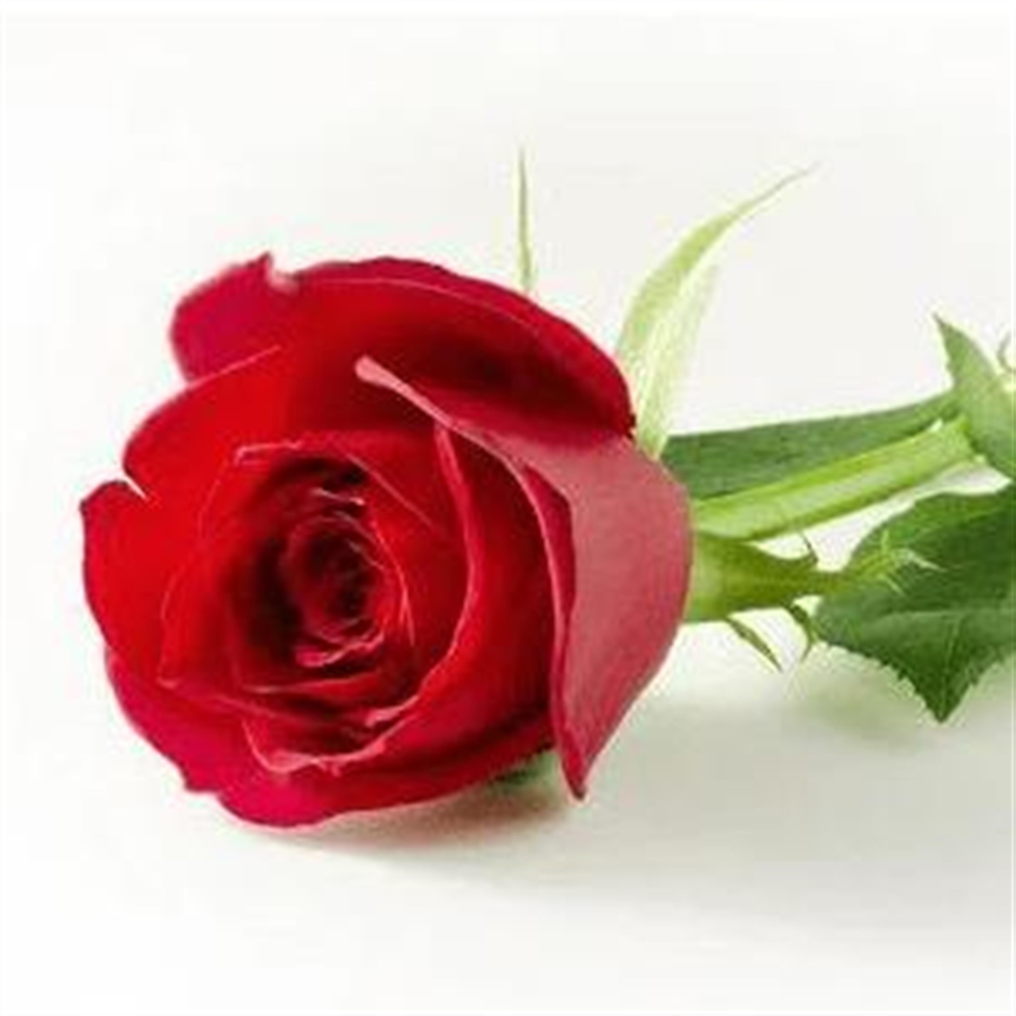 Abel Placeres