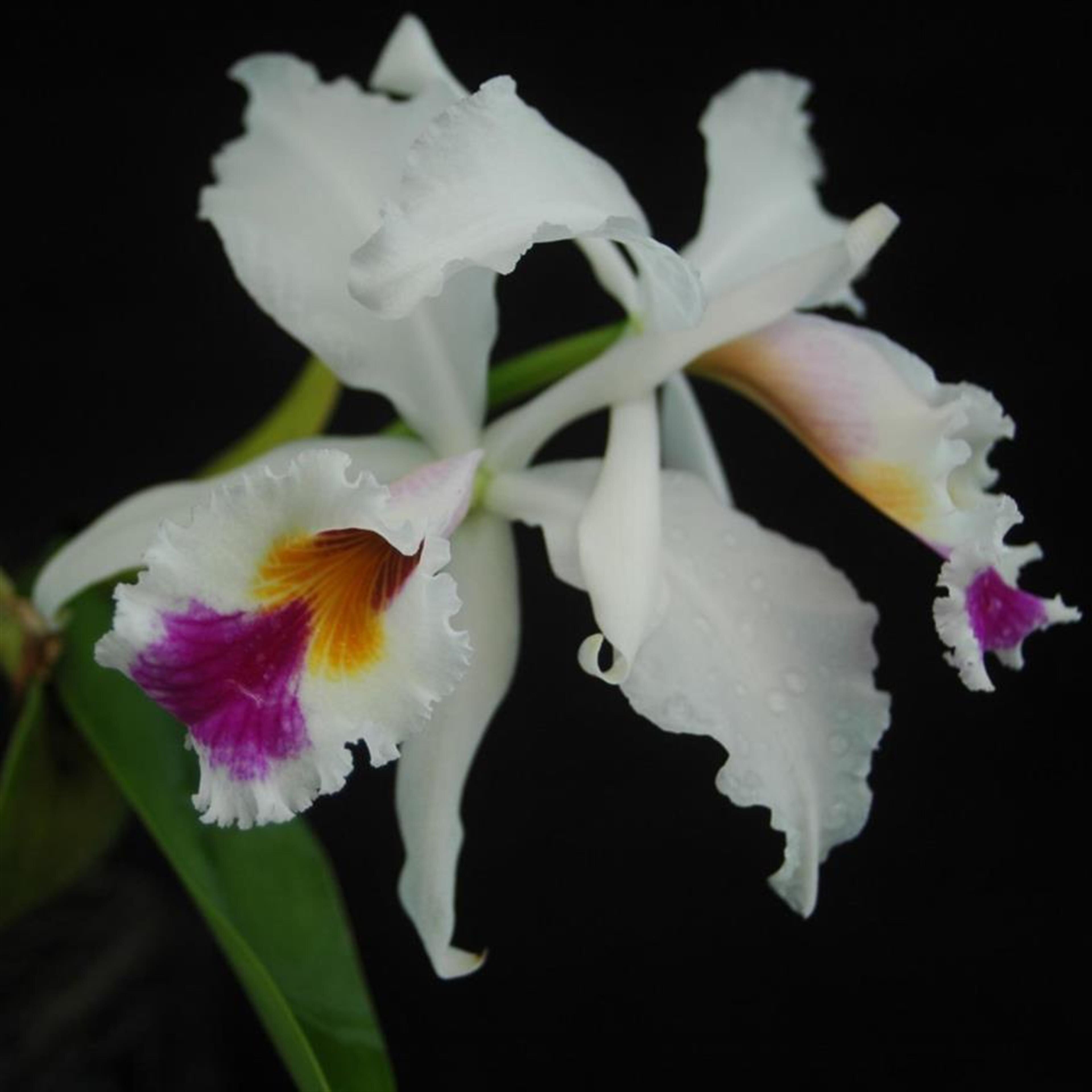 Mirta Marina Echevarria