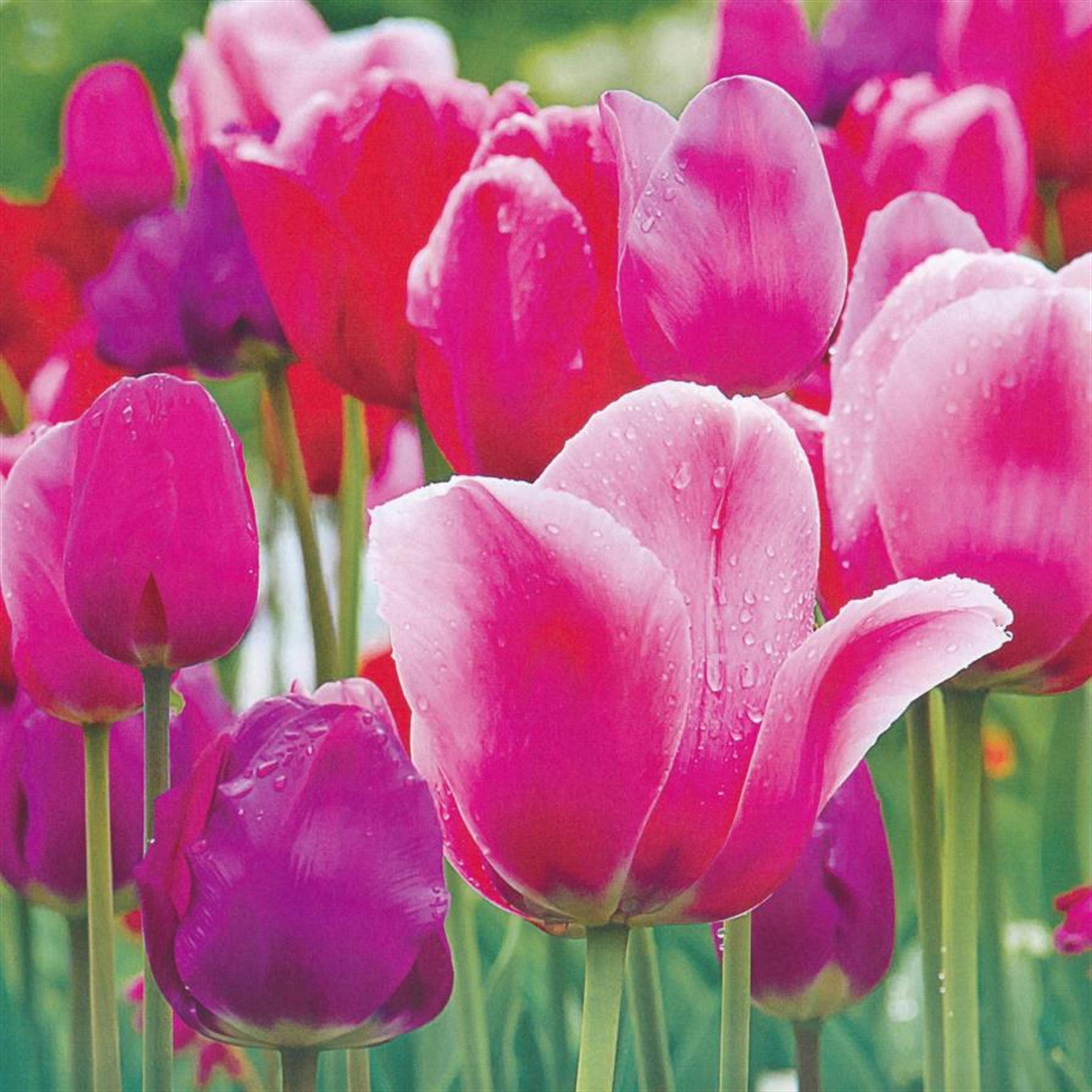 Kathryn Elevera Saxen's obituary picture