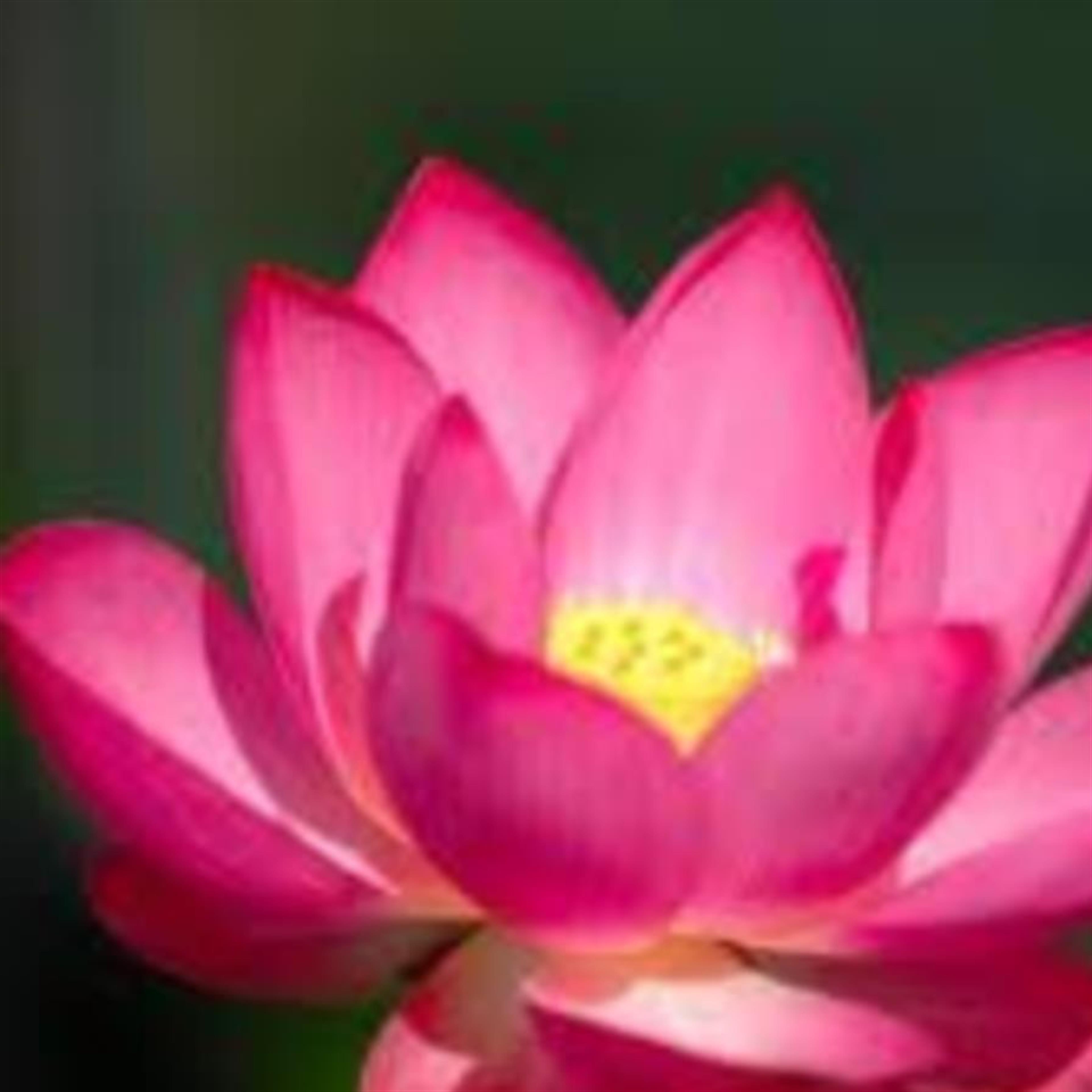 Bessie Miyoko Fukushima's obituary picture