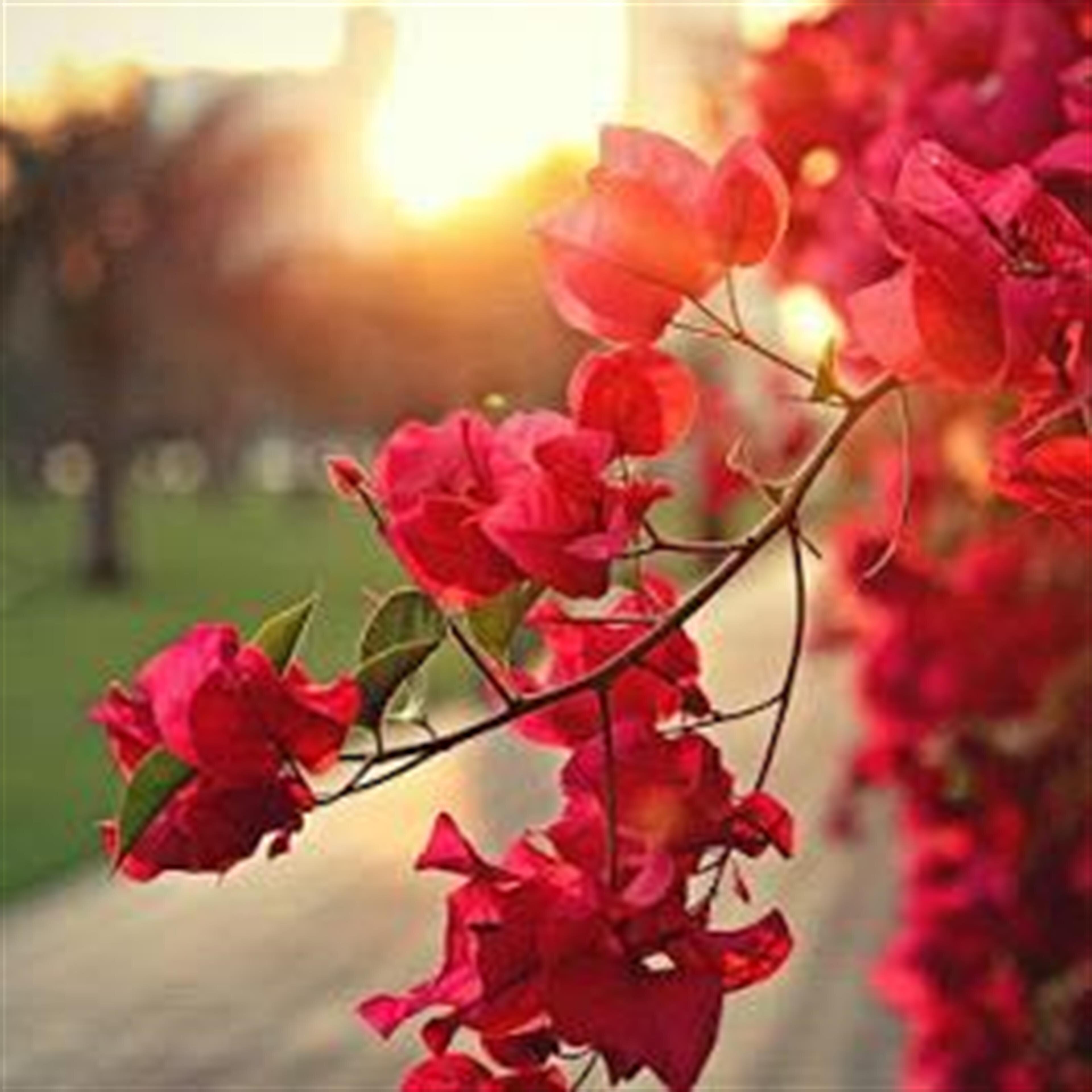 Sharon Patricia Dayton