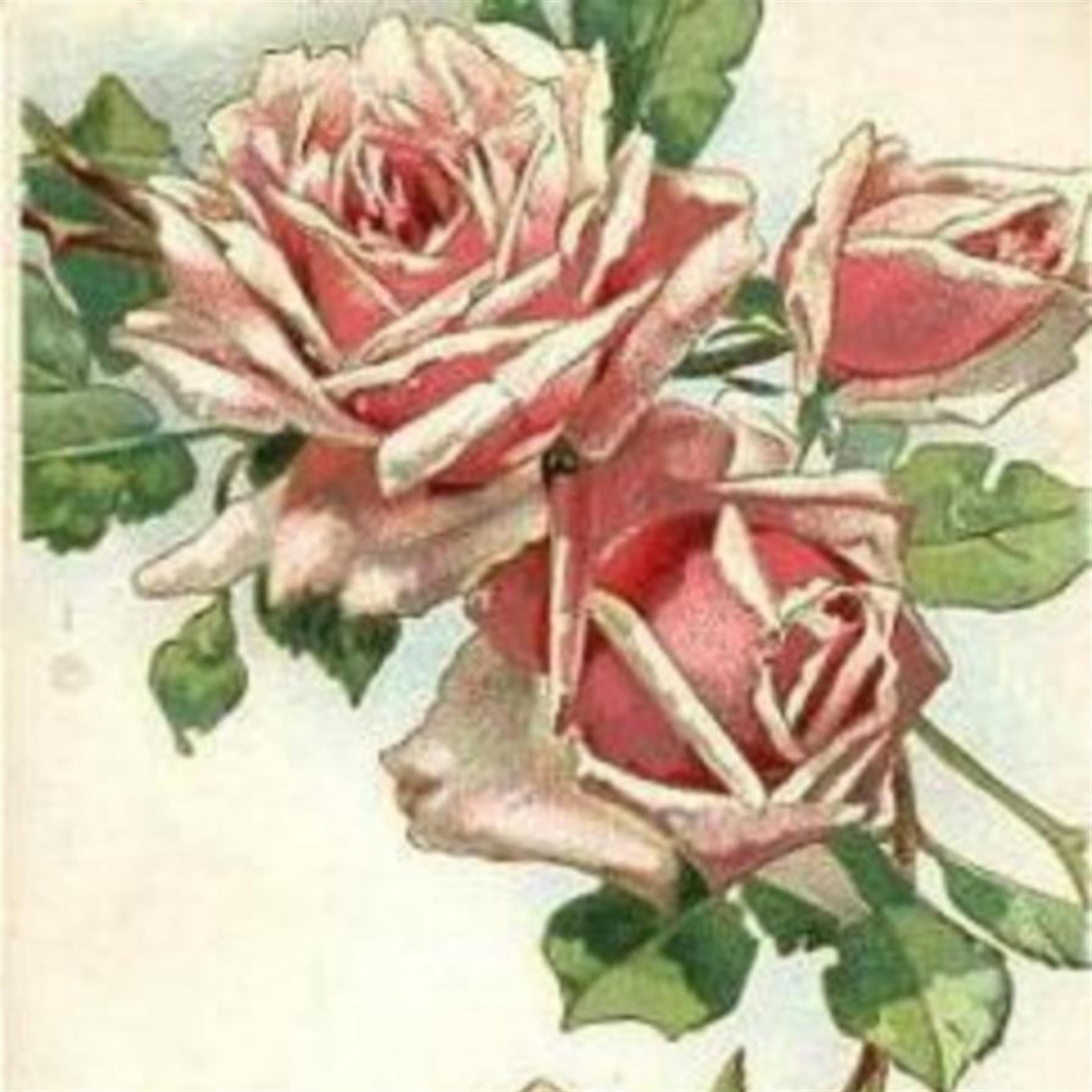 Maria Yolanda Abrego Reyes