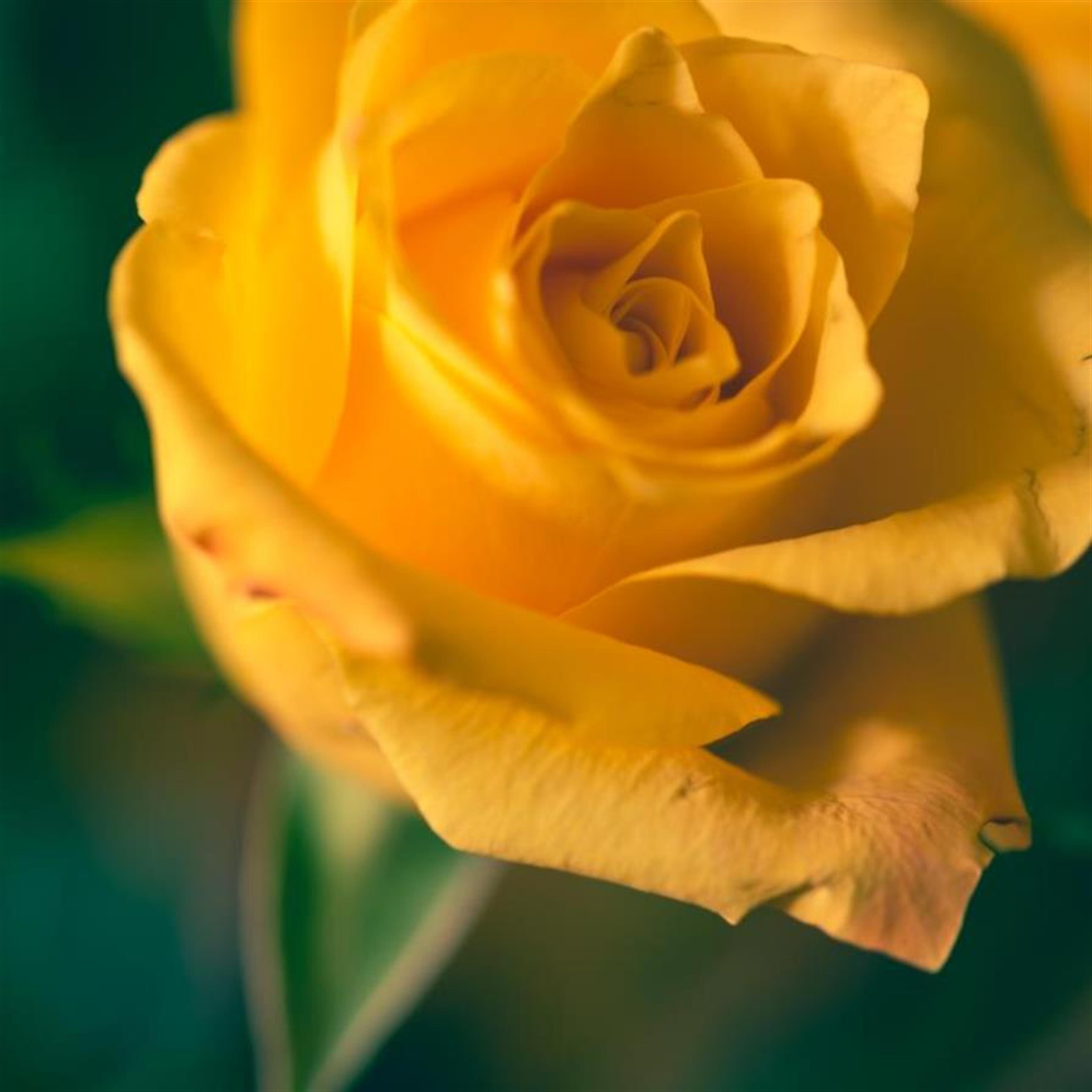 Rose Elene Johnson