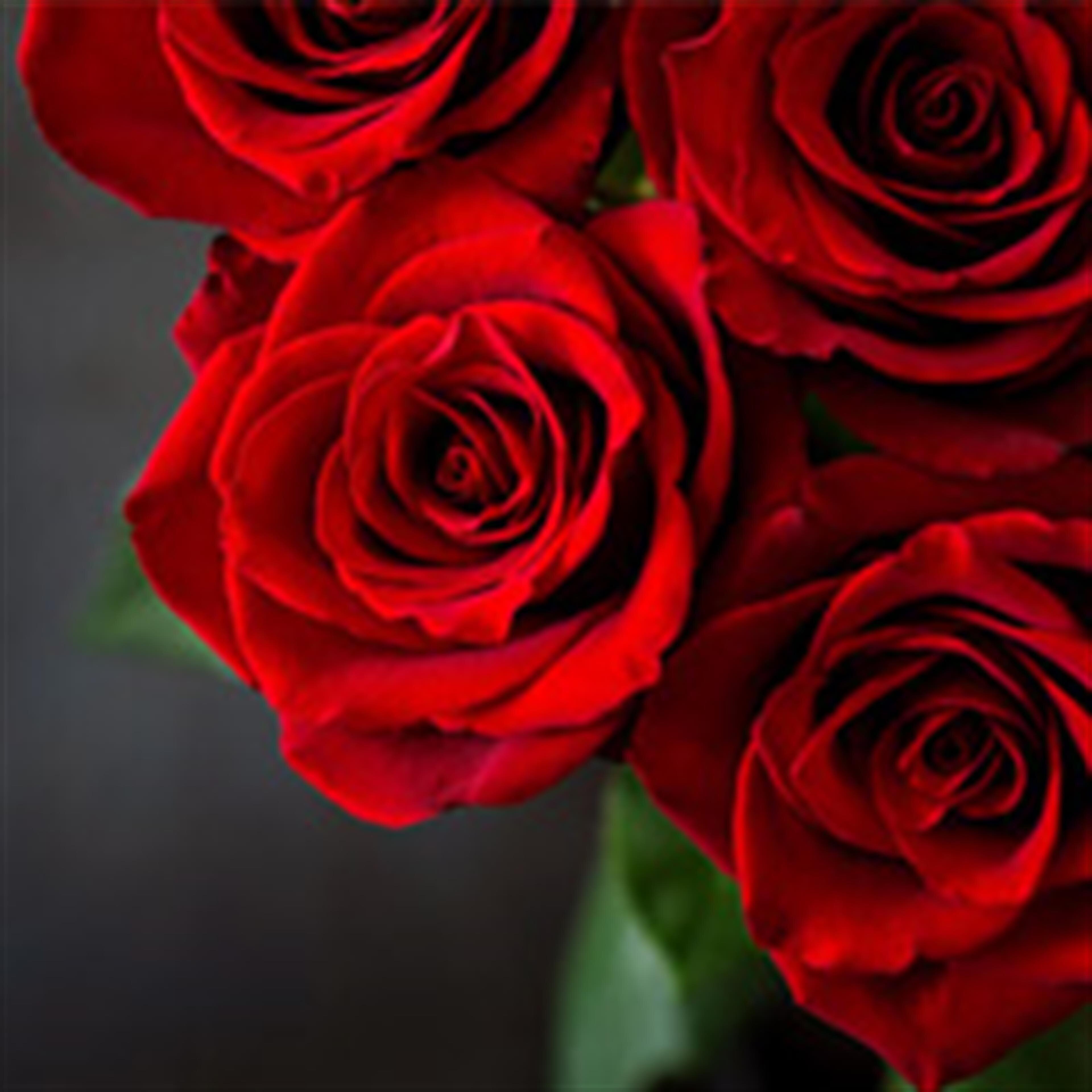 Dorothy Marie Jarrell Mitcham