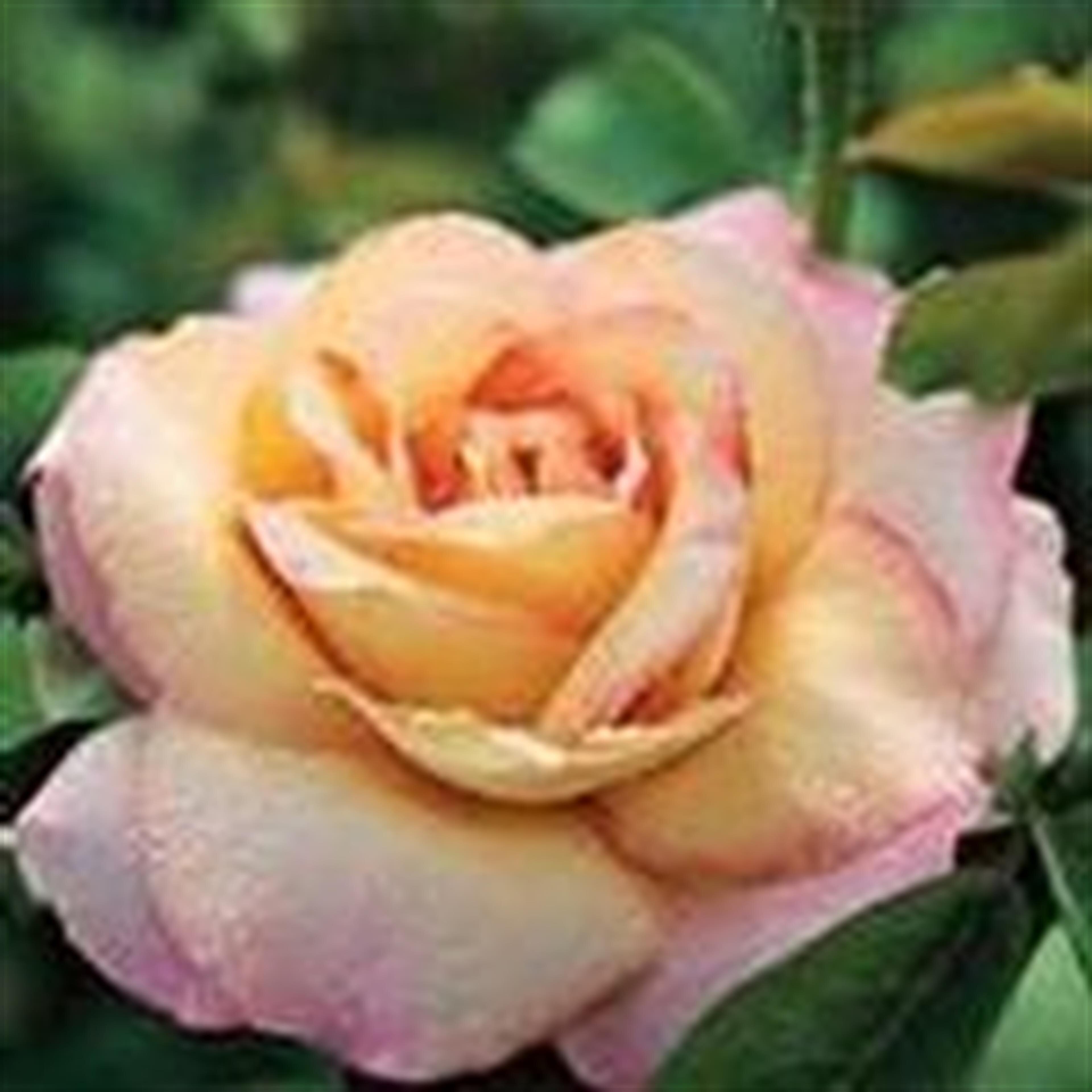 Myrtle Faye Brister Hosey