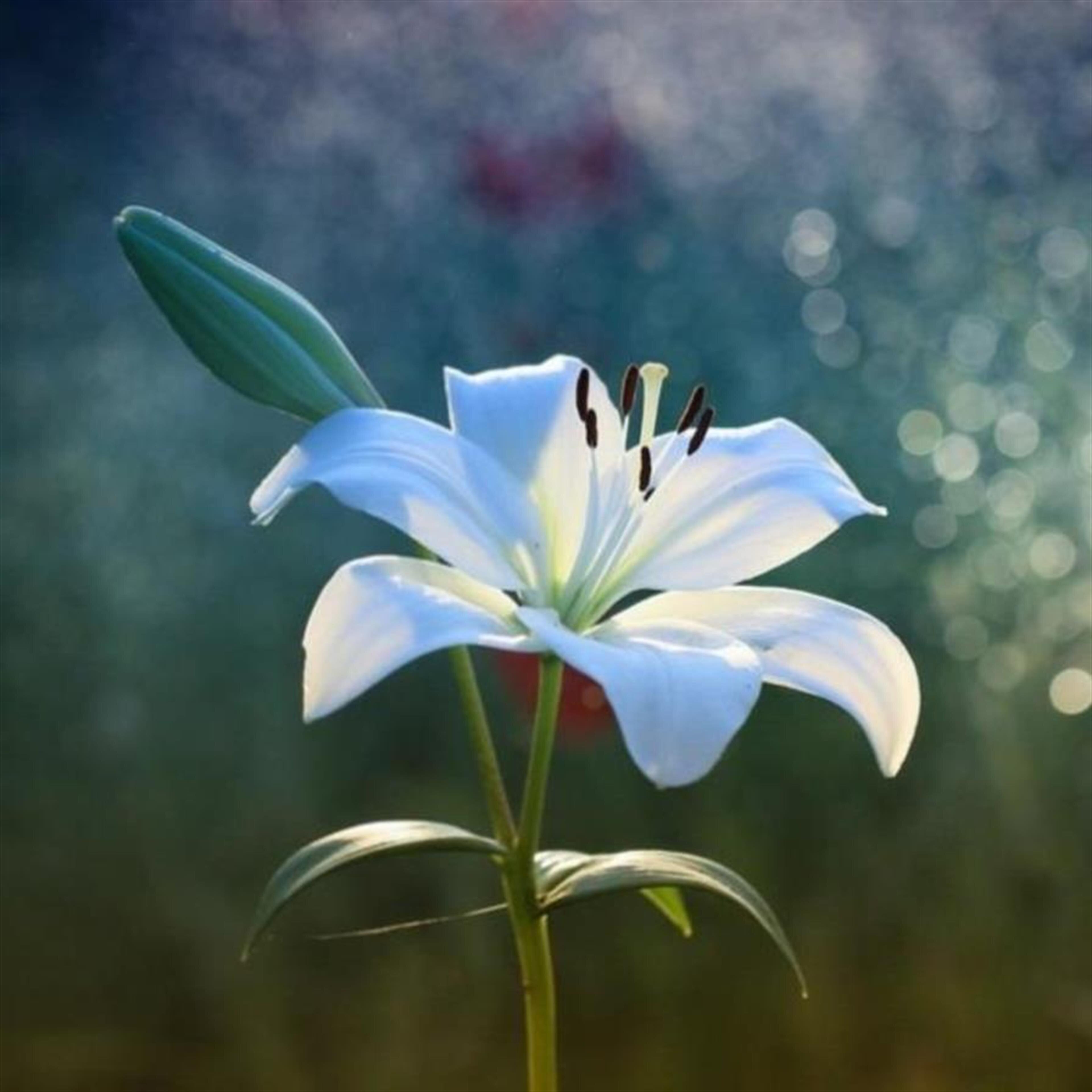 Carolyn Elaine Burton Johnson