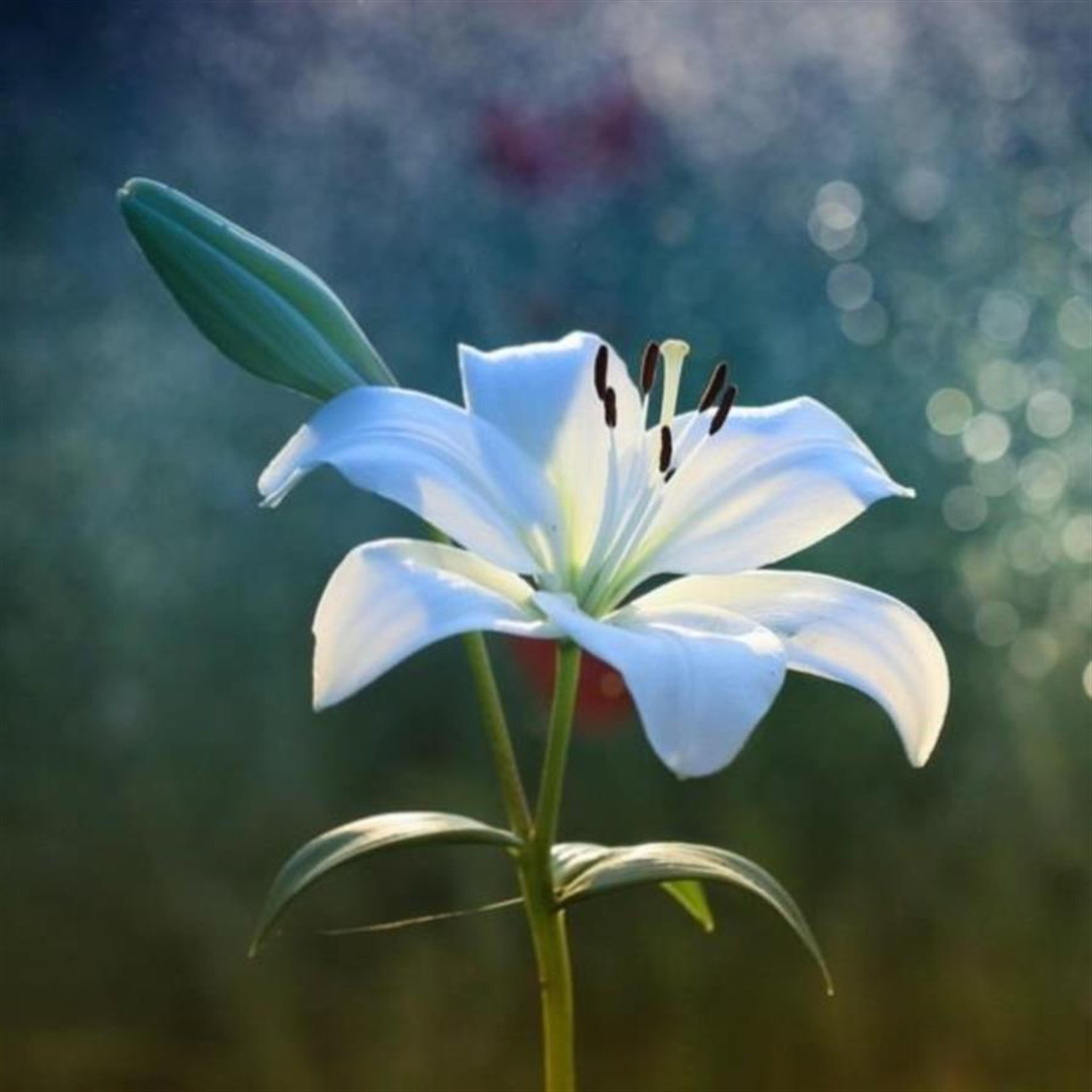 Jo Ann Reisinger