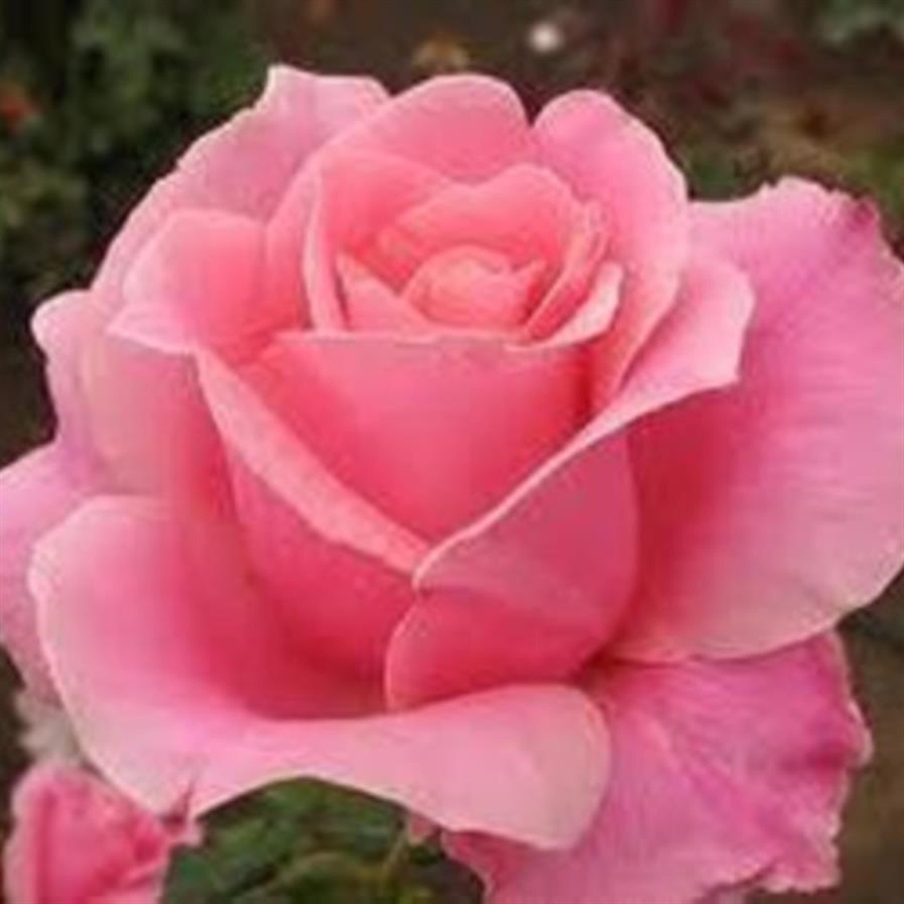 Mary J. Sheaffer (Seymour)