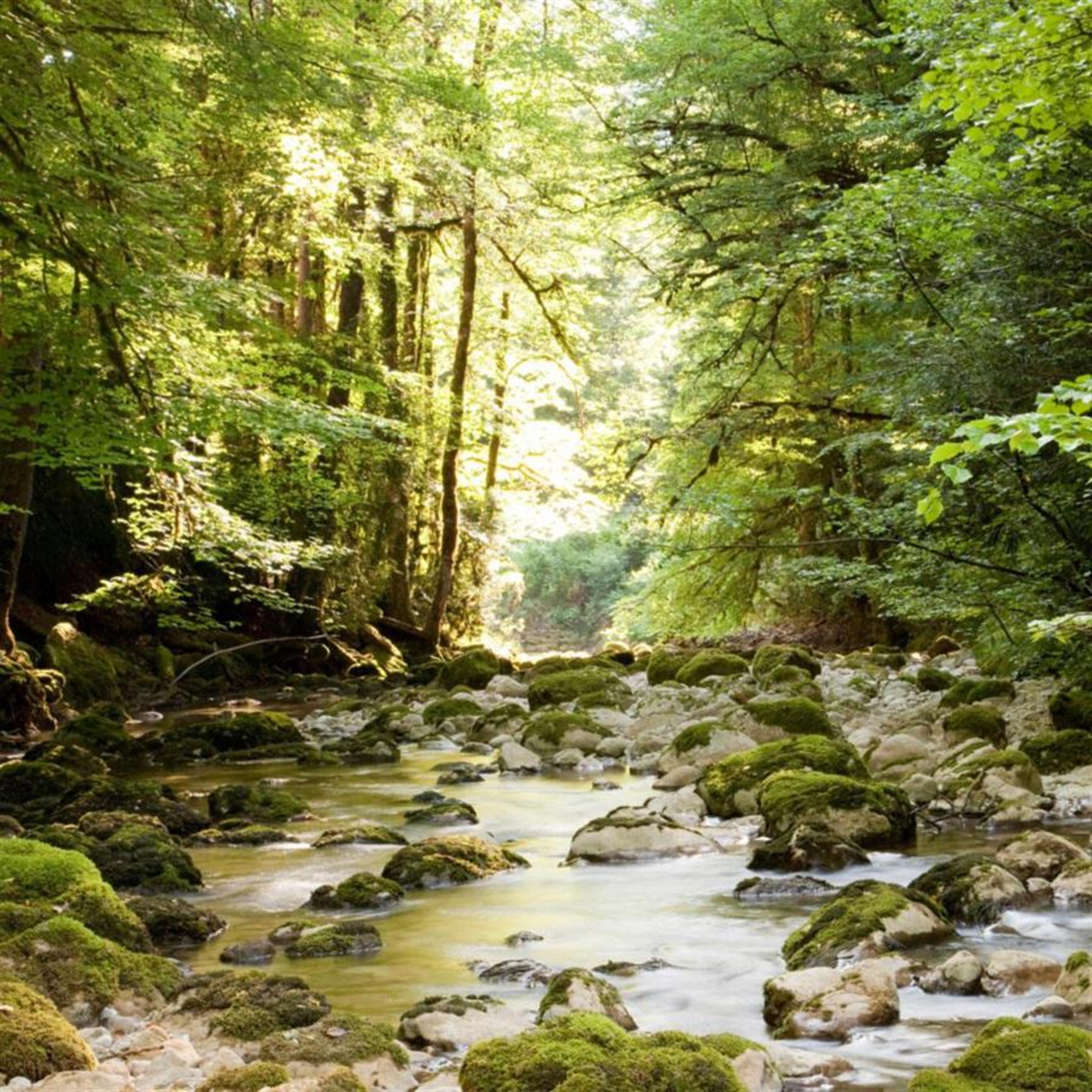 Mr. Charles Edward Dunham