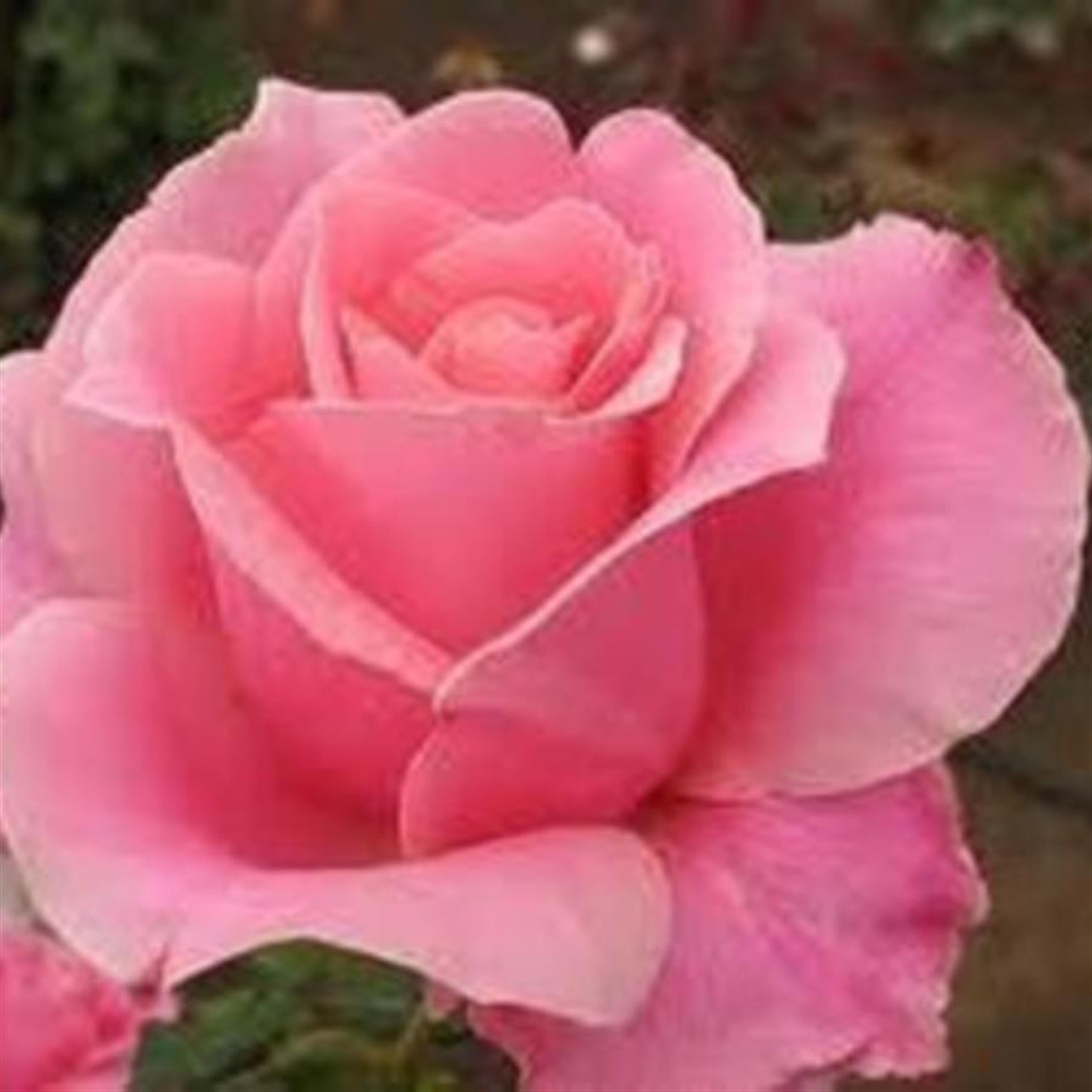 Ethel G. Camp (Bolivar)