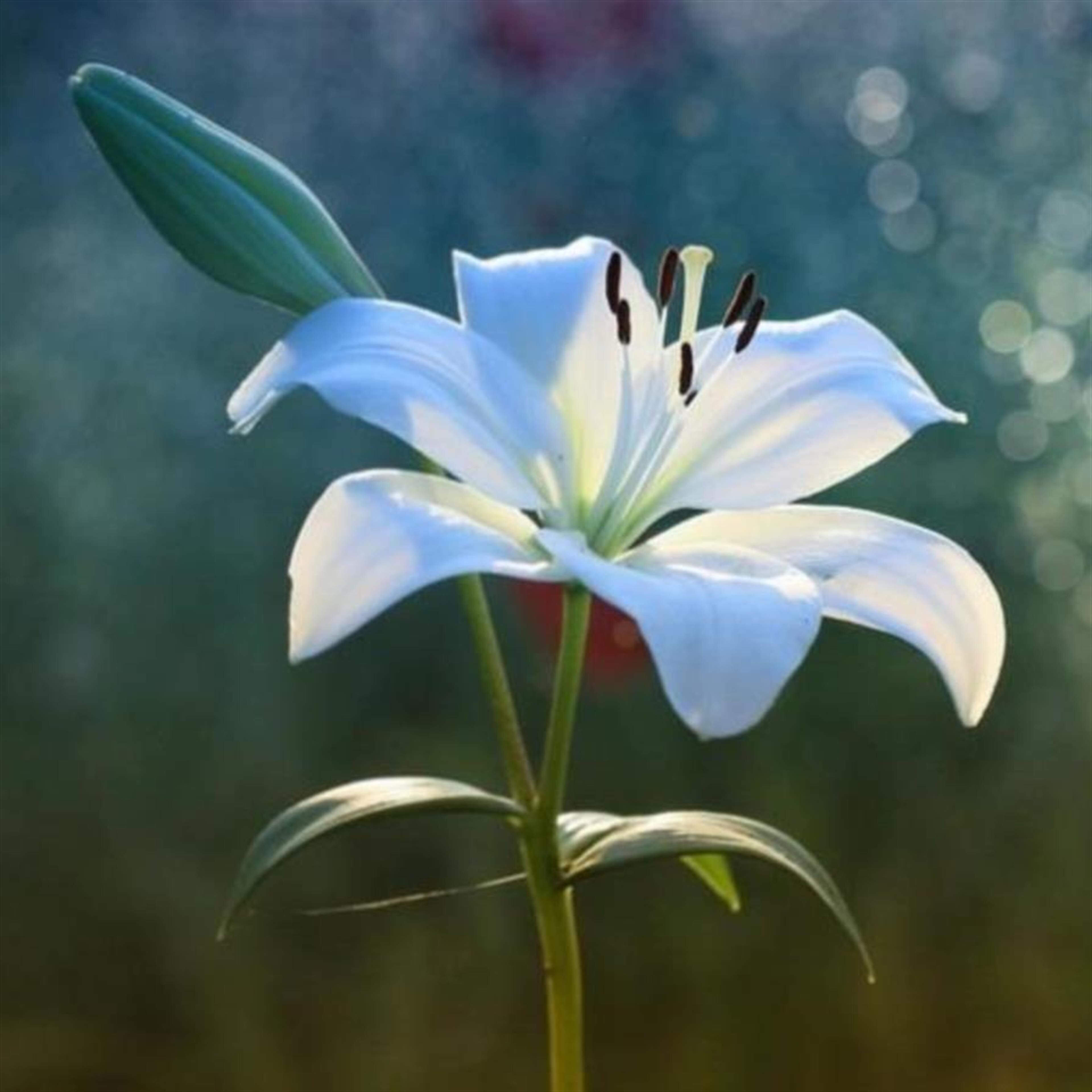 Carolyn Louise Troy