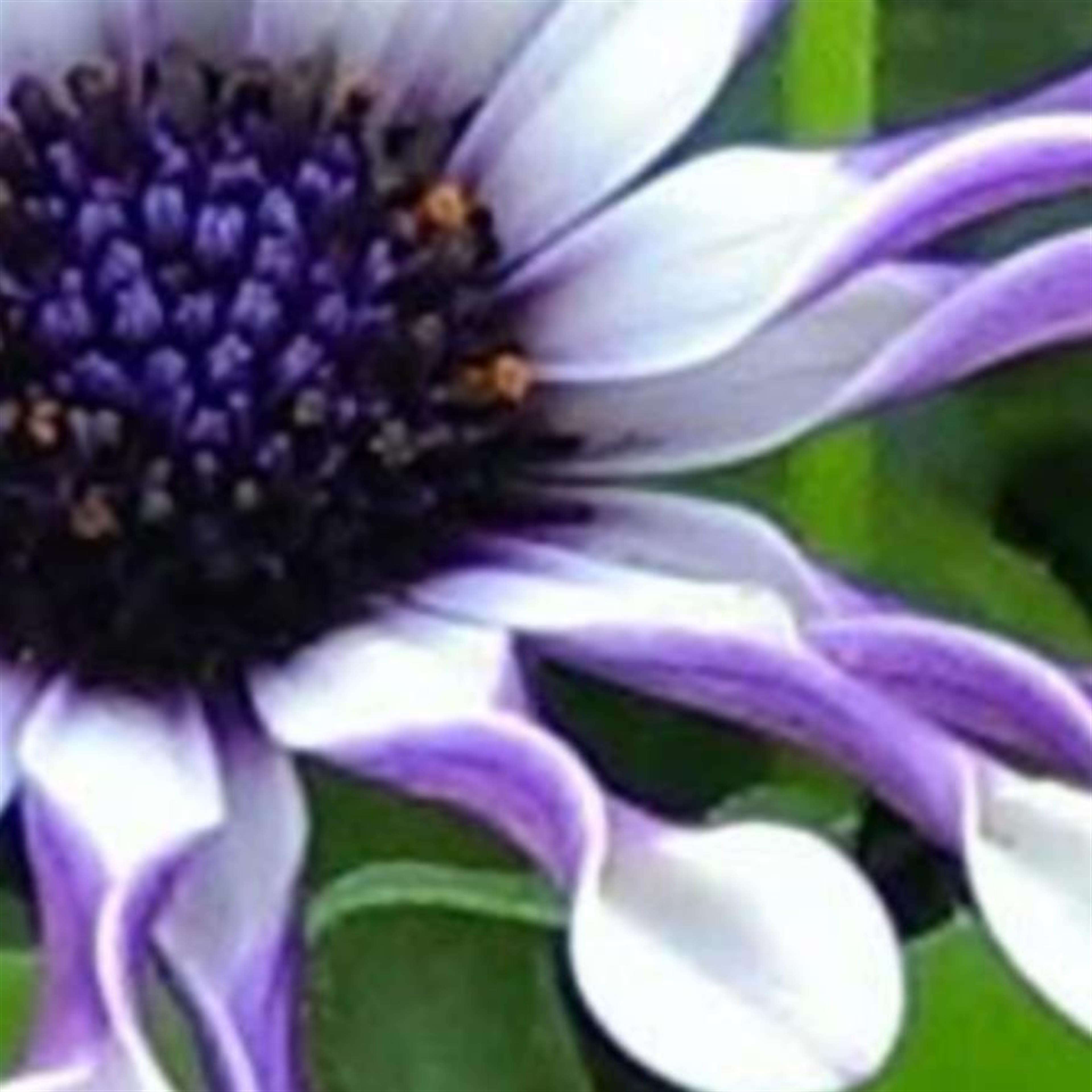 Esther Ione Waldrip's obituary picture