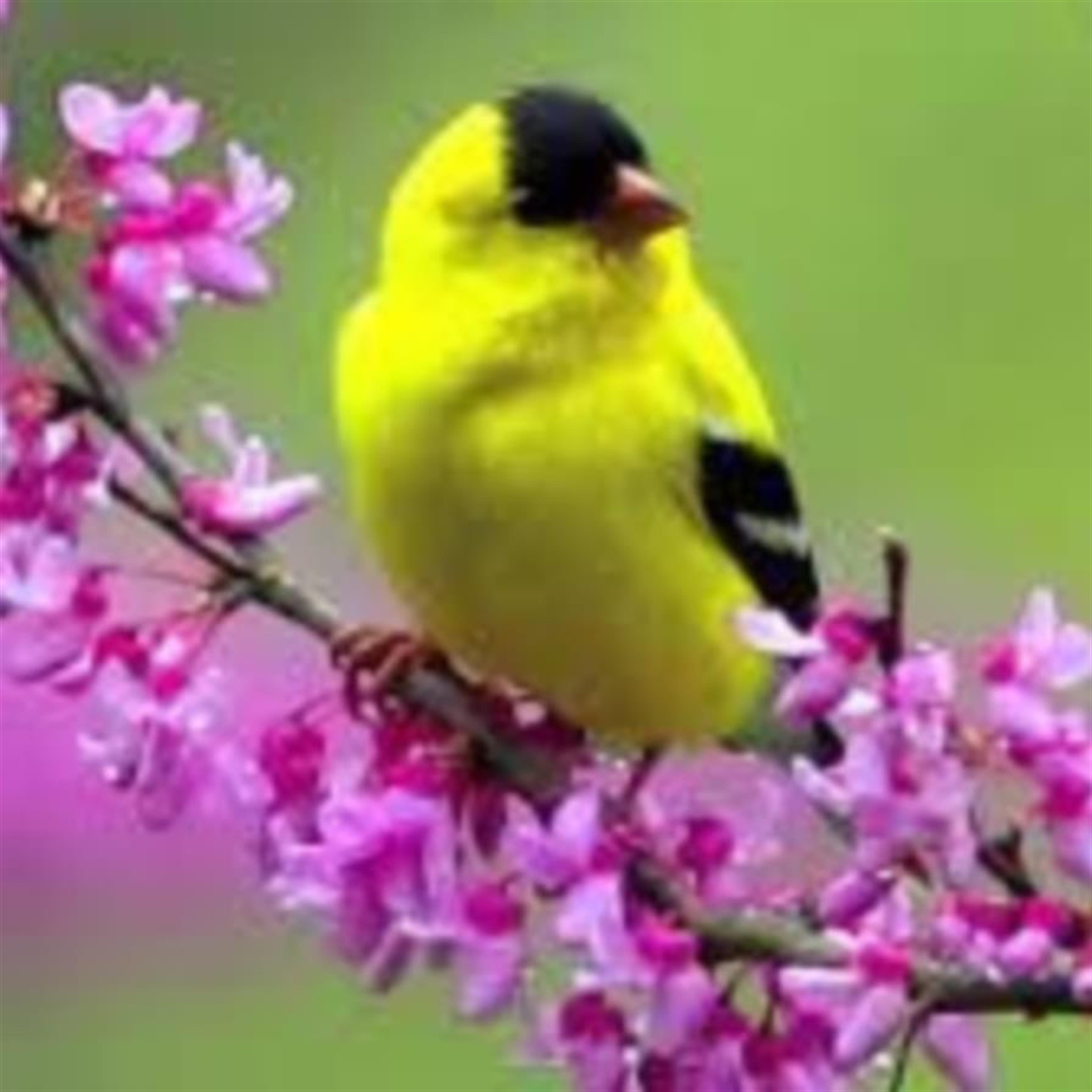 Savina Tene Hall-Parker's obituary picture