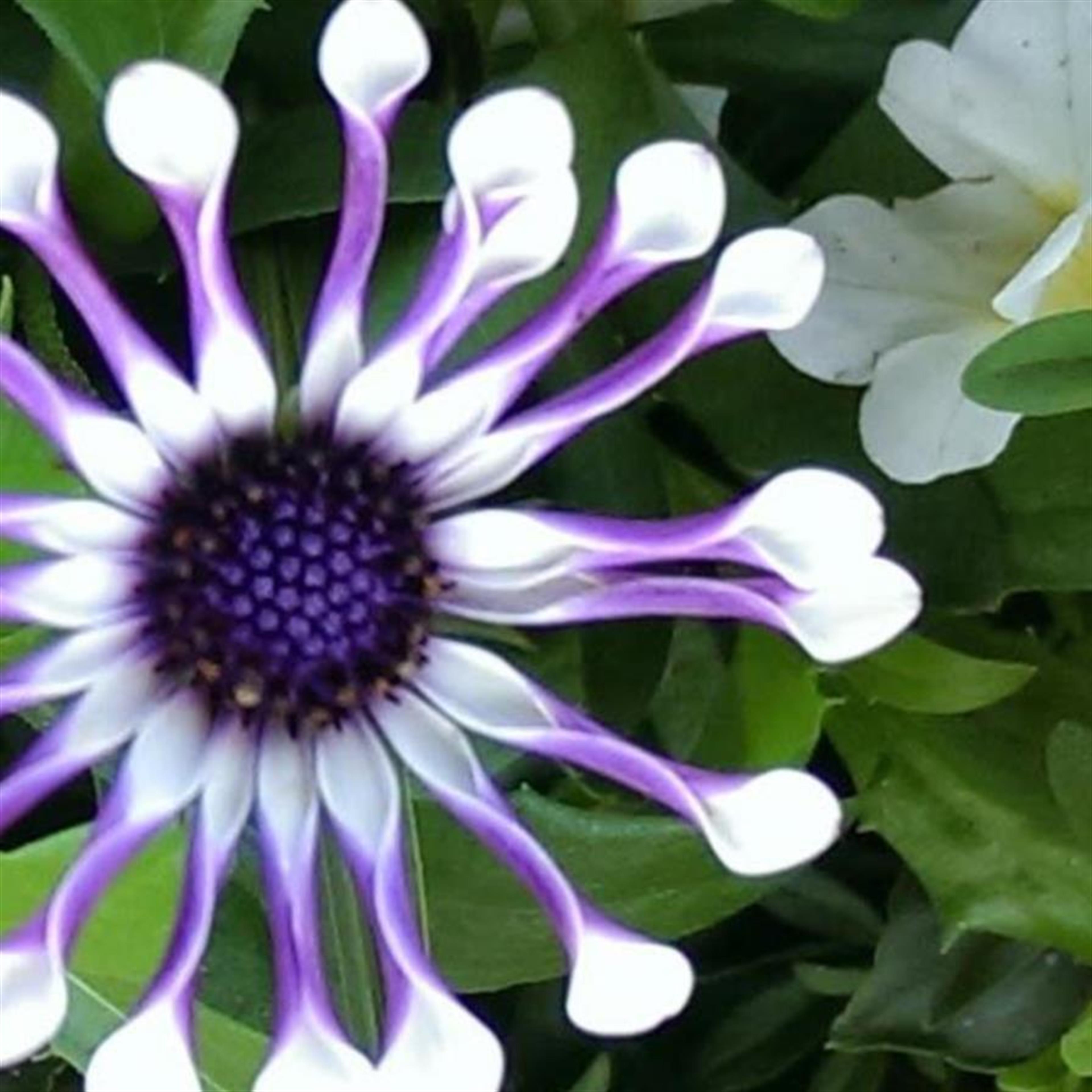 Evelyn Melvia Bogrand's obituary picture