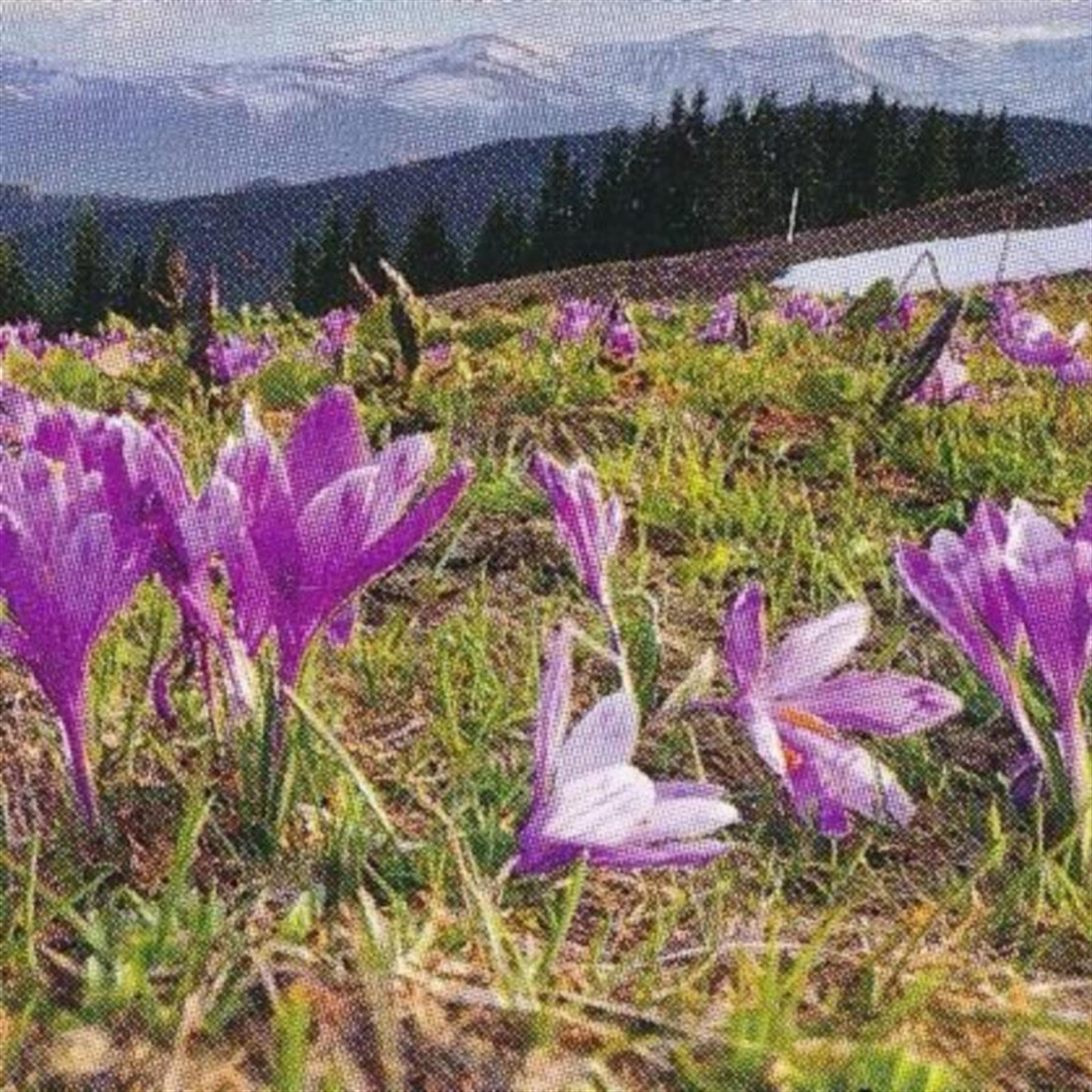 Maria Ana Villagas Valenzuela