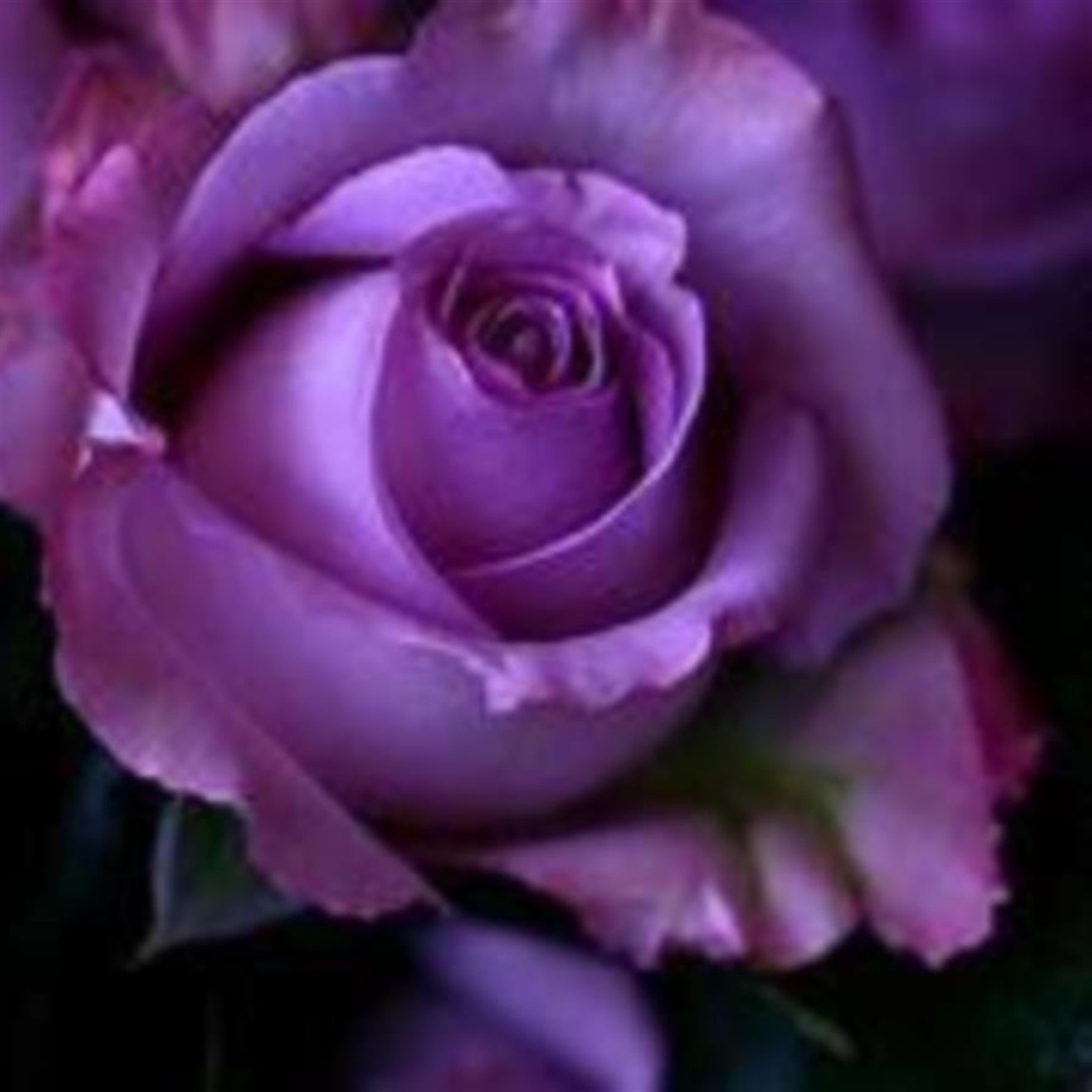 Sandra - Mendoza's obituary picture